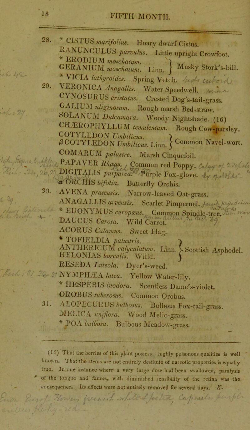 28. 29. 30. 31. * CTSTUS murifolius. Hoary <lvvarf Cistus. HAN UNO UL US parvulus. Little upright Crowfoot. EROHIUM Dionchutum. 1 geranium moscliatum. Liim. J Musky Stork’s-bill. * VICAA lat/iyroiJcs. Spring Vetch. ' ' VERONICA Anagallis. Water Speedn ell. ' CYN OSURUS cristatus. Crested Dog’s-tail-grass. Galium uhginomm. Rough marsh Bed-straw. yOLAN UM Woody Nightshade. (16) CHjEROPIIYLLUM tcmulvntum. Rough Cow-i«irslev. COTYLEDON Ihnbiliciis. 1 0 COTYLEDON Umbilicus. Linn. } Navel-wort. COJIARU.’U pulustre. Marsh Cinquefoil. / Comnion red Poppy. furpurcai'^ T\x\p\c Fox-glove. rj.,x a OliCHIS bifoliu. Butterfly Orchis. AVENA pratcusis. Narrow-leaved Oat-grass. ANAGALLIS arve/tsis. Scarlet Pimpernel. < * EUON\ M US curopaus.. Common Spindle-tree. '  DAUCUS Carota. MTld Carrot.  ' ACORL^S Calamus. Sweet Flag. * roriELDIA paluslris. ^ AN FIIERICLM cafj/culaium. Linn. > Scottish Asphodel HELONTAS borealis. Willd. ) RESED.:V Lutcola. Dyer’s-weed. ' NYMPhLEA lulea. Yellow Water-lily. HESPERIS inodora. Scentle.ss Dame’s-violct. OROBUS r«Zicro.ws. Common Orobus. ALOPECUliUS bulbosus. Bulbous Fox-tail-grass. MEl.ICA unijlora. Wood iMelic-grass. *PO\bulbosa. Bulbous Meadow-gras.s. (16) Tliat the berries of thU plant posscsSt highly poisonous nuahtics is well biioH n. That the stems are not entirely destitute of narcotic properties is cqtully true. In one instance where a very large dose had been swallowed, paralysb * of the longue and fauces, with diminished sensibility of the retina was the b</Q(equcncc« Its etrccts were not entirely removed for several days. /