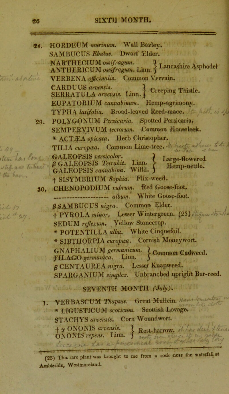 «8. HORDEUM mwrinum. Wall Ba:cley. SAMBUCUS Ehulm. D>varf Elder. t NARTHECIUM7 r Acnhorlel• ANTHERICUM onsifragiu,^. Linn. 5 A.anc^ire Asphodel VERBENA officinalis. C.ouunon Vervain. 29. tih* /a ; ' 30. ■.t^K '-7- 1 .} Creeping Thistle. i A Large-flowered Hemp-nettle. CARDUUS aivauis. SERRATULA arvensis. Linn EUPATORIUM cannabinwn. Hemp-agrimony TYPHA latifolia. Broad-leaved Reed-mace. POLYGONUM Persicaria. Spotted Peracaria. SEMPERVIVUM tectomm. Common Houseletdc. I * ACT.iEA spicata. Herb Christopher. TILIA eurojxta. Common Lime-tree, -i' GALEO'PSIS versicolor. jS GALEOPSIS Tetrahit. Linn. GALEOPSIS cannabina. Willd t SISYMBRIUM Sophia. Flix-weed. CHENOPODIUM rubrum. Red Goose-foot. album. White Goose-foot. 0SAMBUCUS nigra. Common Elder. + PYROLA wiiwor. Lesser Wintergreen. (23) SEDUM refexum. Yellow Stonecrop. * POTENTILLA alba. White Cinquefoil. * SIBTHORPIA cwroprca. Cornish Moneywort. GNAPHALIUM germanicum. j Common Cudweed. flLAGO gtfrotflntca. Lmn. j $ CENTA UREA nigra. Lesser Knapweed. SPARGANIUM simplex. Unbrancbed upright Bur-reed. 1. SEVENT-H MONTH (July). VERBASCUM Thapsus. Great Mullein. * LIGUSTICUM Scottish liOvage. STACHYS arvensis. Corn Woundwort. f 7 ONONIS a>Tc;ww. 7 Rest-harrow. OlsOmS repens. Lmn. 5 ! C .-M .nr .i? f /I tr <c V (23) Ti»i» rare plant wai brought to me from a rock near the waterfall at Amblewde, Westmoreland.