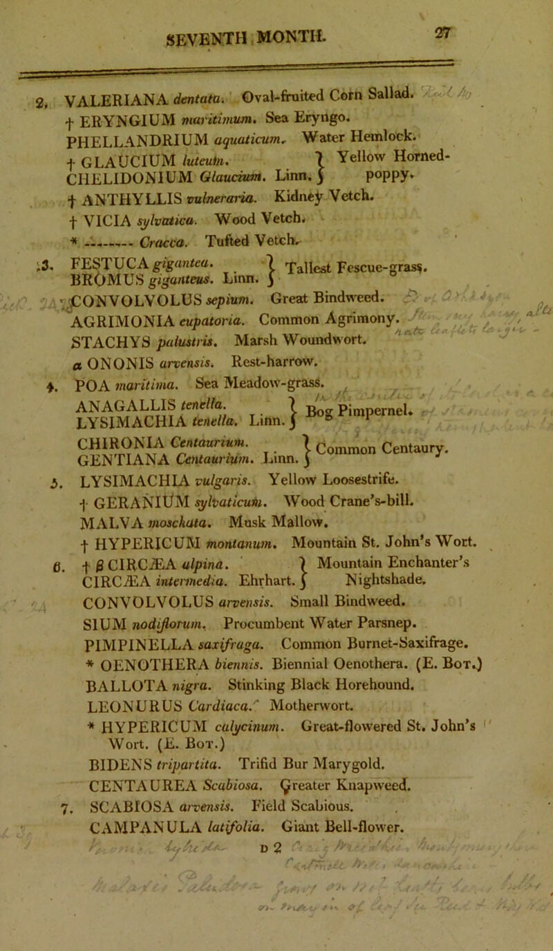 i3. A y * - ■ CV^ U( i, 4* 2, VALERIANA dentata.' Oval-fruited Corn Sallad. Aj t ERYNGIUM mat'kimum. Sea Eryngo. PHELLANDRIUM aquatiaim. Water Hemlock, t GLAUCIUM luteu^n. 7 Yellow Horned- CHELIDONIUM Qlauchm. Linn. ) P°PPy* t ANTHYLLIS vulmraria. Kidney Vetch, t VICIA s^lvtaica. Wood Vetch, ■» A Cracca. Tufted Vetcb.- FESTUCAgigrtniea. 7 Tallest Fescue-gras^ BROMUS gigarttcits. Lmn. y ^ONVOLVOLUS sepium. Great Bindweed. AGRIMONIA eupatoria. Common Agrimony. STACHYS palustrii. Marsh Woundwort, a ONONIS arvensis. Rest-harrow. ♦. POA markima. Sea Meadow-grass. , ANAGALLIS <enc/fa. 7 gog Pimpernel. j, ■ LYSIMACHIA teneila. Lmn. j ® * I- 1 Common Centaury. GENTIANA Certtaunwn. Linn, j LYSIMACHIA vulgaris. Yellow Loosestrife. f GERANIUM s^haticuin. Wood Crane’s-bill. MALVA mosckata. Musk Mallow. •f HYPERICUM montanum. Mountain St. John’s Wort. f 0 CIRCiEA a/pwa. 7 Mountain Enchanter’s CIRCAIA anTennedia. Ehrhart. 3 Nightshade. CONVOLVOLUS arpejis/s. Small Bindweed. SlUM nodijloTum. Procumbent Water Parsnep. PIMPINELLA saxifraga. Common Burnet-Saxifrage. * OENOTHERA biennis. Biennial Oenothera. (E. Box.) BALLOTA nigra. Stinking Black Horehound. LEONURUS Cardiaca.' Motherwort. * HYPERICUM culycinum. Great-flowered St. John’s ' Wort. (E. Bot.) BIDENS tripartita. Trifid Bur Marygold. CENTAUREA Scabiosa. (greater Knapweed. 7. SCABIOSA arvensis. Field Scabious. CAMPANULA latifolia. Giant Bell-flower. i. 5. 6. 'i ic/^U ‘ D 2