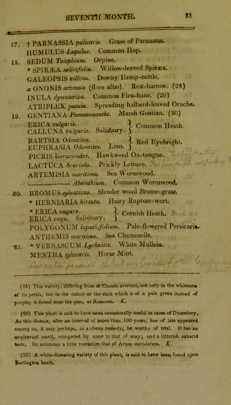 SI 17. f PARNASSIA palmtris. Gra.ss of Parnassus. HUMULUS Lttpulus. Common Hop. - 18. SEDUM Telephium. Orpine. * SPIRAIA salicifolia. Willow-leaved Spiraa. GALEOPSIS Ttllosa. Downy Hemp-nettle. a ONONIS arvensis (flore albo). Rest-harrow. (28) INULA dysenterica. Common Flea-bane. (29) ATRIPLEX Spreading halberd-leaved Orache*^ 19. GENTIANA Pn«tfwon«n/6e. Marsh Gentian. (30) ER'IpA vulgaris. _ , X Common Heath. CALLUNA vulgaris. Sahsbury. ) BARTSIA Odontites. _ 7 Eyebright. EUPHRASIA Odontites. Lmn. j z - PICRISVnerocfoides. Hawkweed Ox-tongue. 7^ LACTUCA Stm-m/o. Prickly Lettuce. Jn. ftL ARTEMISIA maritima. Sea Wormwood. Absinthium. Common Wormwood. SO. BROMUS sj/lvaticas. Slender wood Brome-grasx, * HERNIARIA hirsuta. Hairy Rupture-wort. * ERICA vagans^ \ Comish Heath. 76. - ' ERICA vaga. Salisbury. ) POLYGONUM lupaihifolium. Pale-flowered Persicariar ANTHEMIS maritima. Sea Chamomile. SI. * VERBASCUM LycAniOi. White Mullein. MENTHA sylvestris. Horse Mint. (28) This Variety, differing from a Ononis arvensis, not only in the whiteneM •r its petals, but in the colour of the stalk which is of a pale green instead at purple, is found near the pier, at Runcorn. K. (09) This plant is said to have been occasionally Useful in cases of Dysentery, As this disease, after an interval of more than 100 years, has of late appeared among us, it may perhaps, as a cheap remedy, be worthy of trial. It has an unpleasant smell, compared by some to that of soap; and a bitterish aubacid taste. Its acrimony a little resembles that of Arum macuiatum. K. (30) A white-flowering rariety of this filaat, is said to have' been fouud upon Bartingtoa heath.