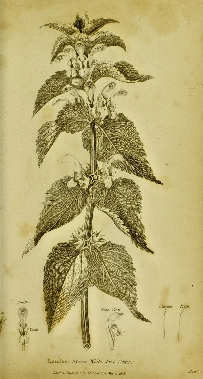 Lamium Allbnim Jl'hite dead. JSlettLe. Mondvco.EuMishaL by Dr. Hwmtan.May x.i8o8. Ma zd sc