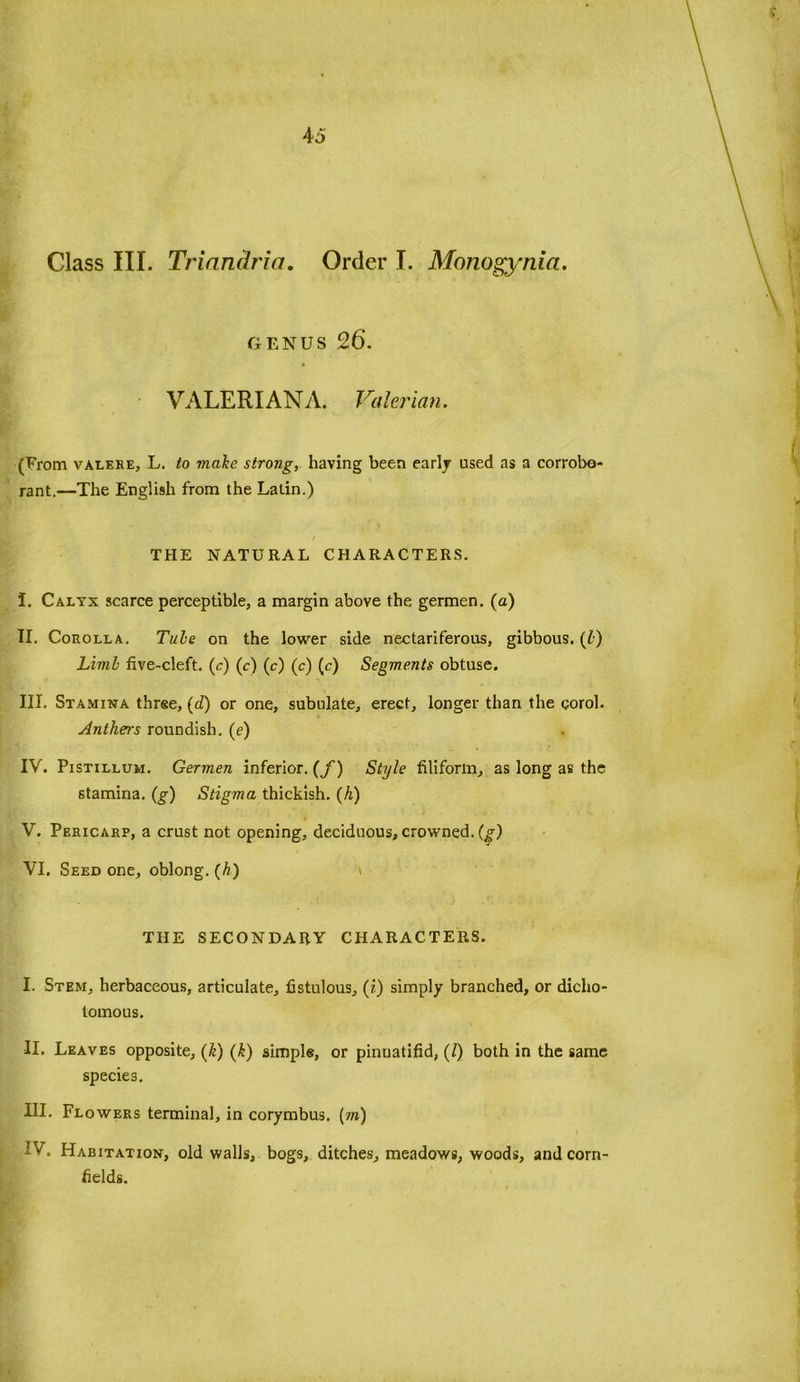 genus 26*. VALERIANA. Valerian. (From valere, L. to male strong, having been early used as a corrobo- rant.—The English from the Latin.) THE NATURAL CHARACTERS. I. Calyx scarce perceptible, a margin above the germen. (a) II. Corolla. Tube on the lower side nectariferous, gibbous. (1) Limb five-cleft, (c) (c) (c) (c) (c) Segments obtuse. III. Stamina three, (d) or one, subulate, erect, longer than the corol. Anthers roundish, (e) IV. Pistillum. Germen inferior, (f) Style filiform, as long as the stamina, (g) Stigma thickish. (h) V. Pericarp, a crust not opening, deciduous, crowned, (g) VI. Seed one, oblong. (h) THE SECONDARY CHARACTERS. I. Stem, herbaceous, articulate, fistulous, (£) simply branched, or dicho- tomous. II. Leaves opposite, (k) (£) simple, or pinuatifid, (/) both in the same species. III. Flowers terminal, in corymbus. (m) IV. Habitation, old walls, bogs, ditches, meadows, woods, and corn- fields.