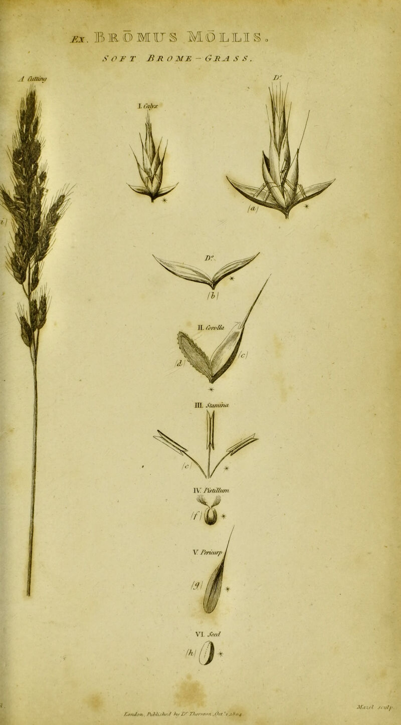 ex. BlOlIJS MOLLISo S OFT B R O M E - CrJiu 4 S S . Vi Seed 1. f.nridon , Published hit Dr Thornton , Oct 'i .1*04 Afazrl soul/'