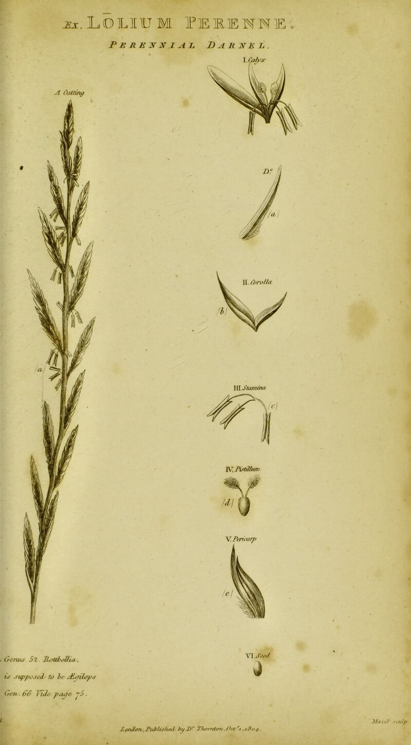 -Z-r. ILOILIHJ M 1PE1ENNE A Cutting PR JiENNIAL D A R N Ji L . \.Coirs' 1 W.Stamma V.Perieorp Gctxus 5Z liottbollia , it supposed' to he A'WrUops Gen .66 Tide page j5 ■ VI JW J I.Qn3oTL,PubUj/ieil by Dr Thpr/ttan-.Oct Si ,.1804