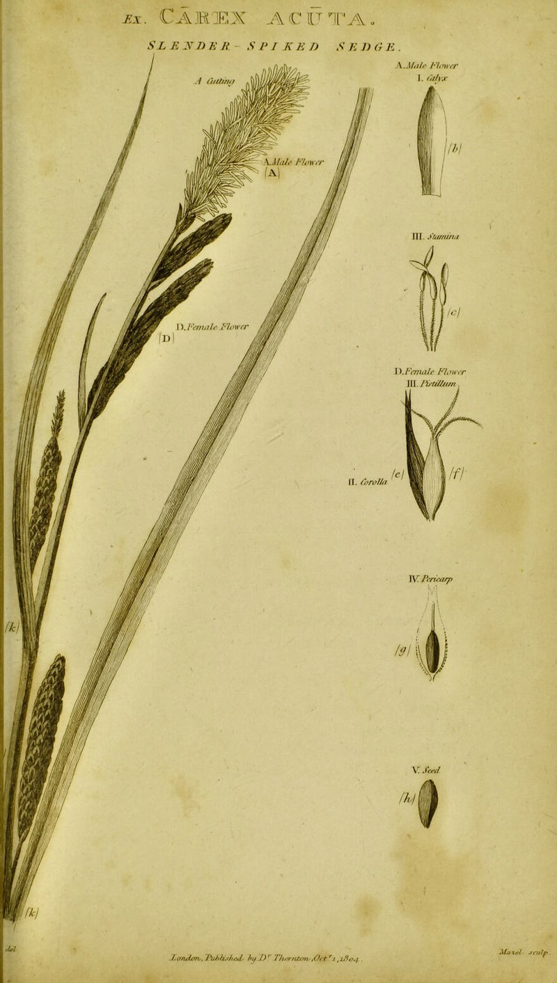 Jix. C A JR EX A C IT TA. 3Z E 3T 7> A’ A S PI K E I) S E J) G E . <U! London,, PubUsfuuL by Dr Thorntons,Octri,180*4. ALixeL sculp.
