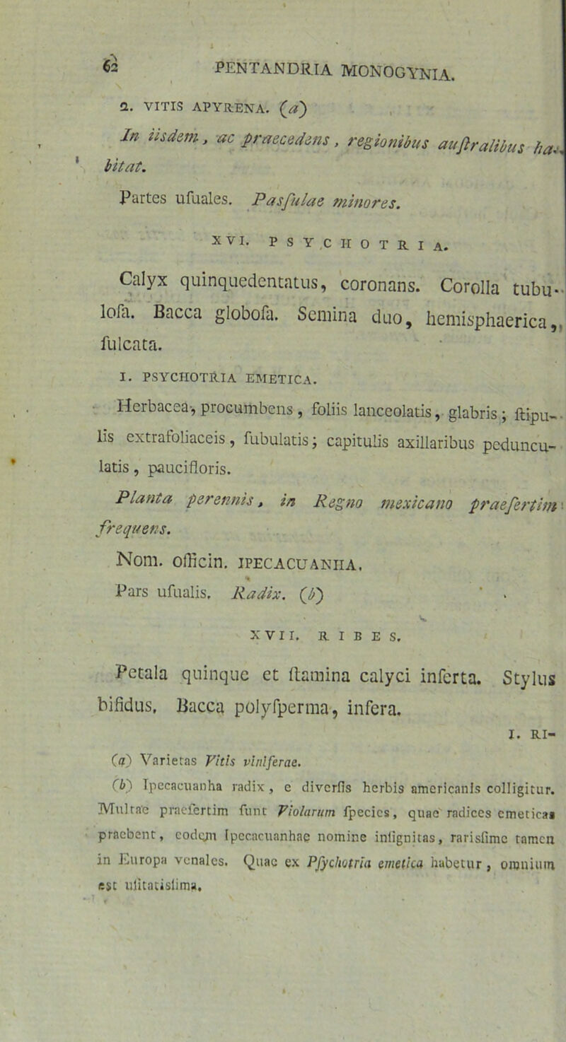 Q. VITIS APYRENA. (V) In iisdem, ac praecedens, regionibus auflralibus ha* bitat. Partes ufuales. Pasfulae minores. xvi. P s y c ir o T r i A. Calyx quinquedentatus, coronans. Corolla tubu- lofa. Bacca globofa. Semina duo, hemisphaerica,, fulcata. I. PSYCHOTRlA EMETICA. Herbacea-, procumbens , foliis lanceolatis, glabris; Ripu- lis extraloliaceis, fubulatis; capitulis axillaribus peduncu- latis, paucifloris. Planta perennis, in Regno mexicano praefertim frequens. Nom. officin. ipecacuaniia. * Pars ufualis. Radix, (f) ' . V XVII. R I B E S. Petala quinque et (lamina calyci inferta. Stylus bifidus, Bacca polyfperma, infera. x. RI- (a) Varietas Vitis viniferae. fb') Tpccacuanha radix, e diverfis herbis americanls colligitur. Multae praefertim funt Violarum fpecics, quae radices emetica» praebent, codejn Ipecacuanhae nomine infignitas, rarisfime tamen in Europa venales. Quae ex Pfycliotria emetica habetur , omnium est ulitatislima.