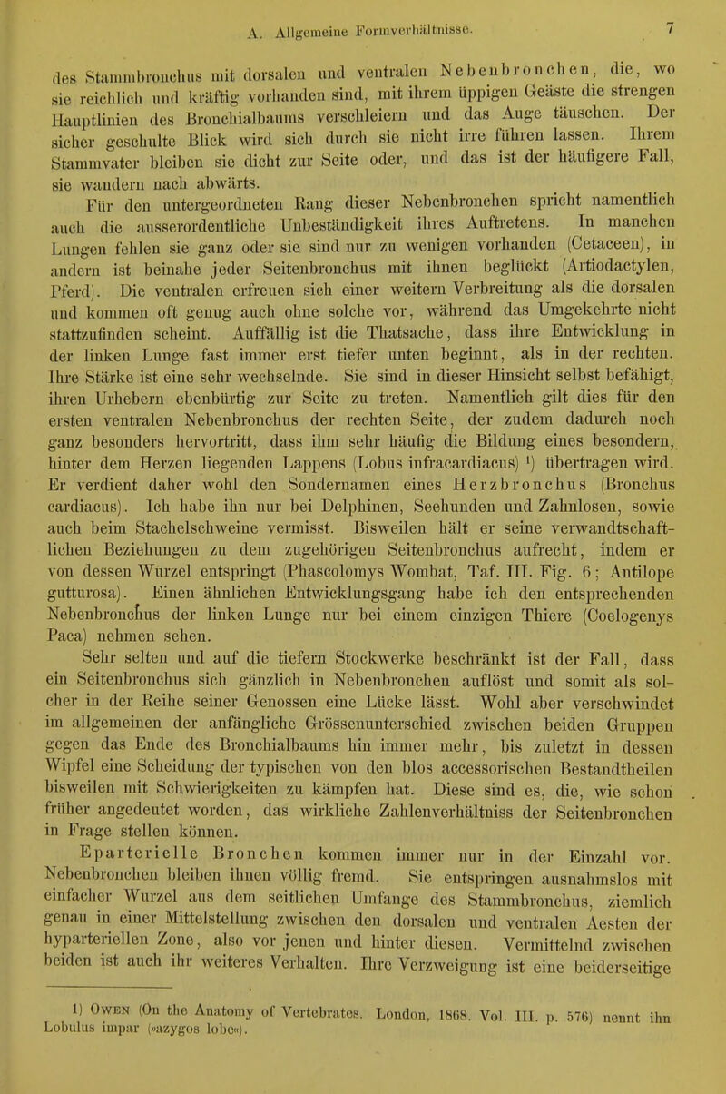 des Staimnbionchus mit dorsalcu uml veutralcn Nebeubronchen, die, wo sie reichlicli und lu-üftig vorliauden sind, mit ihrem üppigen Geäste die strengen llauptlinieu des Broncbialbaums verschleiern und das Auge täuschen. Der sicher geschulte Blick wird sich durch sie nicht irre führen lassen. Ihrem Stammvater bleiben sie dicht zur Seite oder, und das ist der häutigere Fall, sie wandern nach abwärts. Für den untergeordneten Rang dieser Nebeubronchen spricht namentlich auch die ausserordentliche Unbeständigkeit ihres Auftretens. In manchen Lungen fehlen sie ganz oder sie sind nur zu wenigen vorhanden (Cetaceen), in andern ist beinahe jeder Seitenbronchus mit ihnen beglückt (Artiodactylen, rferd). Die ventralen erfreuen sich einer weitern Verbreitung als die dorsalen und kommen oft genug auch ohne solche vor, während das Umgekehrte nicht stattzufinden scheint. Auffällig ist die Thatsache, dass ihre Entwicklung in der linken Lunge fast immer erst tiefer unten beginnt, als in der rechten. Ihre Stärke ist eine sehr wechselnde. Sie sind in dieser Hinsicht selbst befähigt, ihren Urhebern ebenbürtig zur Seite zu treten. Namentlich gilt dies für den ersten ventralen Nebenbronchus der rechten Seite, der zudem dadurch noch ganz besonders hervortritt, dass ihm sehr häufig die Bildung eines besondern, hinter dem Herzen liegenden Lappens (Lobus infracardiacus) ') Ubertragen wird. Er verdient daher wohl den Sondernamen eines Herzbronchus (Bronchus cardiacus). Ich habe ihn nur bei Delphinen, Seehunden und Zahnlosen, sowie auch beim Stachelschweine vermisst. Bisweilen hält er seine verwandtschaft- lichen Beziehungen zu dem zugehörigen Seitenbronchus aufrecht, indem er von dessen Wurzel entspringt (Phascolomys Wombat, Taf. III. Fig. 6; Antilope gutturosa). Einen ähnlichen Entwicklungsgang habe ich den entsprechenden Nebenbronclius der linken Lunge nur bei einem einzigen Thiere (Coelogenys Paca) nehmen sehen. Sehr selten und auf die tiefem Stockwerke beschränkt ist der Fall, dass ein Seitenbronchus sich gänzlich in Nebeubronchen auflöst und somit als sol- cher in der Reihe seiner Genossen eine Lücke lässt. Wohl aber verschwindet im allgemeinen der anfängliche Grössenunterschied zwischen beiden Gruppen gegen das Ende des Bronchialbaums hin immer mehr, bis zuletzt in dessen Wipfel eine Scheidung der typischen von den blos accessorischen Bestandtheilen bisweilen mit Schwierigkeiten zu kämpfen hat. Diese sind es, die, wie schon früher angedeutet worden, das wirkliche Zahlenverhältniss der Seitenbronchen in Frage stellen können. Eparterielle Bronchen kommen immer nur in der Einzahl vor. Nebeubronchen bleiben ihnen völlig fremd. Sie entspringen ausnahmslos mit einfacher Wurzel aus dem seitlichen Umfange des Stammbronchus, ziemlich genau in einer Mittelstellung zwischen den dorsalen und ventralen Aesten der hyparteriellen Zone, also vor jenen und hinter diesen. Vermittelnd zwischen beiden ist auch ihr weiteres Verhalten. Ihre Verzweigung ist eine beiderseitige 1) Owen (On the Ansitomy of Vcrtcbratos, London, 1868. Vol. IIL p. 576) nennt ihn Lobiilus impiir (»azygos lobe«).