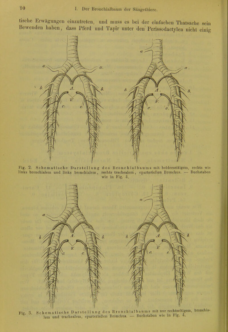 tische Erwägungen einzutreten, und muss es bei der cinfiKilieu Thatsache sein Bewenden haben, dass Pferd und Tapir unter den' rcrissodactyleu nicht einig Fig. 2. Schematische Darstellung des Bronchialbau ms mit beiderseitigem, rechts wie links bronchialem und links bronchialem , rechts trachealem, eparteriellen Bronchus. — Buchstaben wie in Fig. 4. Fig. 3. Schema tische D ar s tc 11 u n g d c s B r on c h i al bau m s mit mir rcchtseitigem, bronchia- lem und trachealem, eparteriellen Bronchus. — Buchstaben wie in Kig. 4.