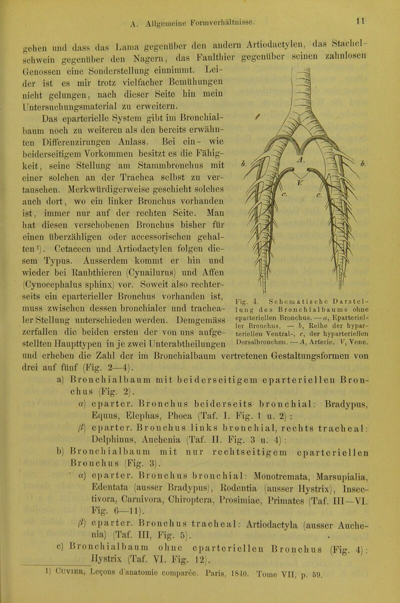 o-ehen imd dass das Lama gegenüber den andern Artiodactylen, das Stacliel- schweiu gegenüber den Nagern, das Faultliier gegenüber seinen zahnlosen Genossen eine Sonderstellung einnimmt. Lei- der ist es mir trotz vielfacher Bemühungen nicht gelungen, nach dieser Seite hin mein irntersuchungsmaterial zu erweitern. Das eparterielle System gibt im Bronchial- baum noch zu weiteren als den bereits erwähn- ten Difterenzirungen Anlass. Bei ein- wie beiderseitigem Vorkommen besitzt es die Fähig- keit, seine Stellung am Stammbronchus mit einer solchen an der Trachea selbst zu ver- tauschen. Merkwürdigerweise geschieht solches auch dort, wo ein linker Bronchus vorhanden ist, immer nur auf der rechten Seite. Man hat diesen verschobenen Bronchus bisher für einen überzähligen oder accessorischen gehal- ten i). Cetaceen und Artiodactylen folgen die- sem Typus. Ausserdem kommt er hin und wieder bei Raubthieren (Cynailurus) und Affen (Cynocephalus sphinx) vor. Soweit also rechter- seits ein eparterieller Bronchus vorhanden ist, , c. u . • u . < Flg. 4. Schcmatische Darstel- mUSS zwischen dessen bronchialer und trachea- Ung des Bronchialbaums ohne 1er Stellung unterschieden werden. DemgemäSS eparteriellen Bronchus Eparteriel- °, ° 1er Bronchus. — 0, Reihe der hypar- zerlallen die beiden ersten der von uns aurge- terlellen Ventral-, c, der hyparteriellen stellten Haupttypen in je zwei Unterabtheilungen Dorsaibronchen. — a, Arterie, v, Vene. und erheben die Zahl der im Bronchialbaum vertretenen Gestaltungsformen von drei auf fünf (Fig. 2—4). a) Bronchialbaum mit beiderseitigem eparteriellen Bron- chus (Fig. 2). cc) eparter. Bronchus beiderseits bronchial: Bradypus, Equus, Elephas, Phoca (Taf. L Fig. l u. 2) : ß) eparter. Bronchus links bronchial, rechts tracheal: Delphinus, Auchenia (Täf. II. Fig. 3 u. 4) : b) Bronchialbaum mit nur rechtseitigem eparteriellen Bronchus (Fig. 3). ' a) eparter. Bronchus bronchial: Monotremata, Marsupialia, Edentata (ausser Bradypus), Rodentia (ausser Hystrix), Insec- tivora, Carnivora, Chiroptera, Prosimiae, Primates (Taf. III—VI. Fig. 6—11). ß) eparter. Bronchus tracheal: Artiodactyla (ausser Auche- nia) (Taf. III, Fig. 5). c) Bronchialbaum ohne eparteriellen Bronchus (Fig 4)- ^llystrix (Taf. VI. Fig. 12). 1) CuviBR, Le^jons d'anatomio comparöe. Paris, 1810. Tome VII, p. 59. I