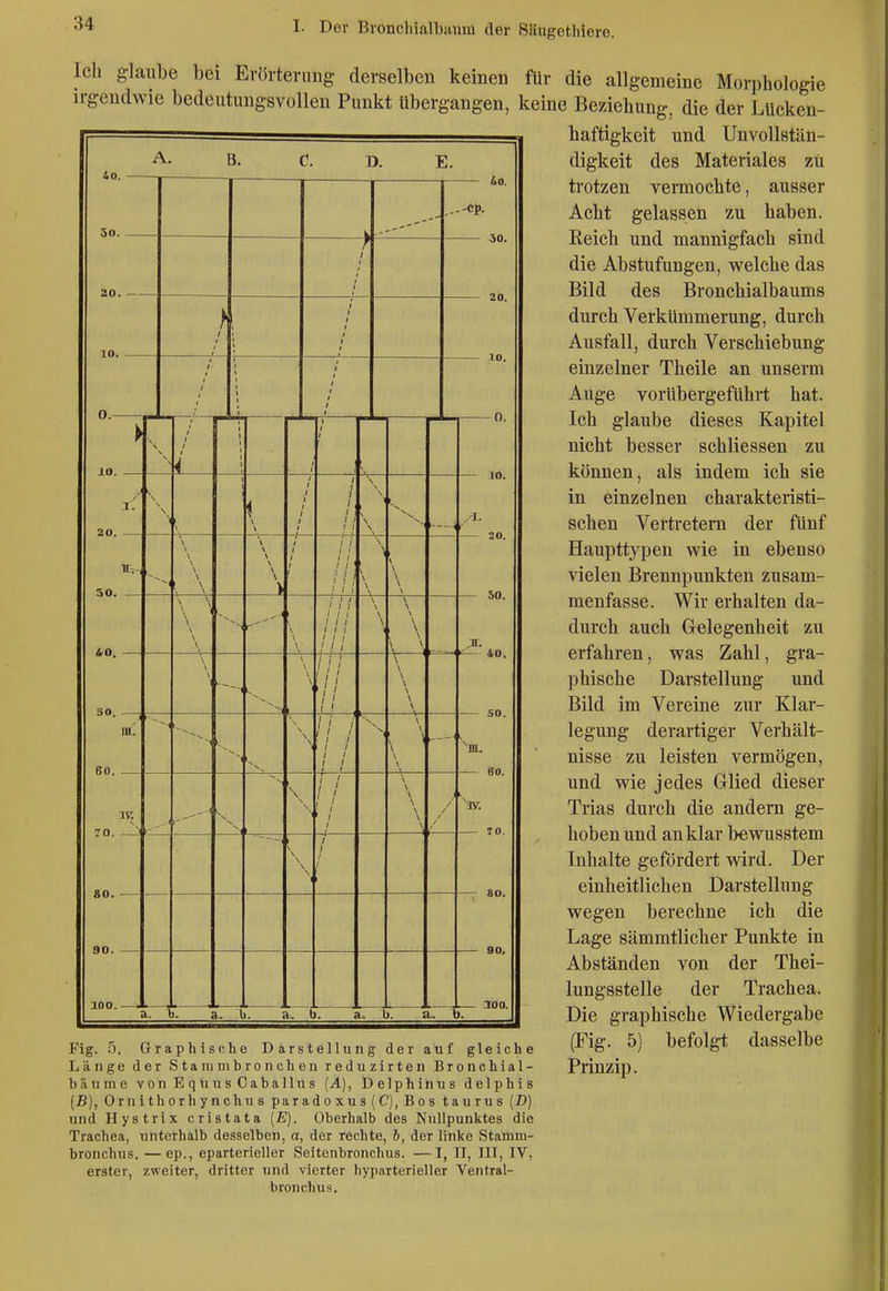 Icli glaube bei Erörterung- derselben keinen für die allgemeine Morphologie irgendwie bedeutungsvollen Punkt übergangen, keine Beziehung, die der Lücken- haftigkeit und UnvoUstän- A. D. 30. E. i.0. 20. 30. SO. DL 60. 70. 80. 90. 100. } ! I i I I I I I I I I I ' I I ! ! I I I I t I / I / / ( j ( Wa. .--CP- 30. 10. 40. 50. 60. 80. 90. a. T). a. b. a. b. a. T). Fig. 5. Graphische Darstellung der auf gleiche Länge der Stammbronchen reduzirten Bronohial- bäume vo n E q u u s Ca bal lu s (A), Delphinus delphis (B), Ornithorhynchiis paradoxus(C),Bos taurus (D) und Hystrix cristata (E). Oberhalb des Nullpunktes die Trachea, unterhalb desselben, a, der rechte, 5, der linke Stamm- bronchus. —ep., eparterieller Seitenbronchus. —I, II, IlF, IV, erster, zweiter, dritter und vierter hyparterieller Ventral- bronchus. digkeit des Materiales zu trotzen vermochte, ausser Acht gelassen zu haben. Reich und mannigfach sind die Abstufungen, welche das Bild des Bronchialbaums durch Verkümmerung, durch Ausfall, durch Verschiebung einzelner Theile an unserm Auge vorübergeführt hat. Ich glaube dieses Kapitel nicht besser schliessen zu können, als indem ich sie in einzelnen charakteristi- schen Vertretern der fünf Haupttypen wie in ebenso vielen Brennpunkten zusam- menfasse. Wir erhalten da- durch auch Gelegenheit zu erfahren, was Zahl, gra- phische Darstellung und Bild im Vereine zur Klar- legung derartiger Verhält- nisse zu leisten vermögen, und wie jedes Glied dieser Trias durch die andern ge- hoben und an klar bewusstem Inhalte gefördert wird. Der einheitlichen Darstellung wegen berechne ich die Lage sämmtlicher Punkte in Abständen von der Thei- lungsstelle der Trachea. Die graphische Wiedergabe (Fig. 5) befolgt dasselbe Prinzip.