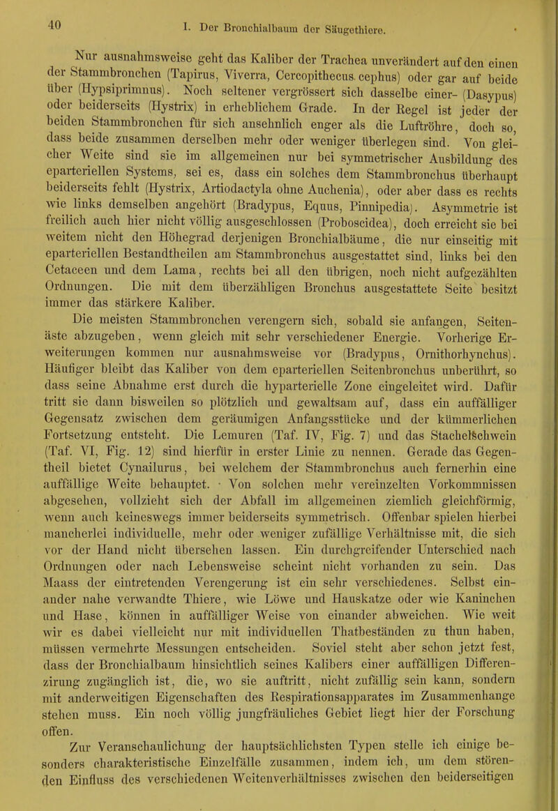 Nur ausnahmsweise geht das Kaliber der Trachea unverändert auf den einen der Stammbronchen (Tapirus, Viverra, Cercopithecus. cephus) oder gar auf beide Uber (Hypsiprimnus). Noch seltener vergrössert sich dasselbe einer- (Dasypus) oder beiderseits (Hystrix) in erheblichem Grade. In der Regel ist jeder der beiden Stammbronchen für sich ansehnlich enger als die Luftröhre, doch so, dass beide zusammen derselben mehr oder weniger tiberlegen sind. Von glei- cher Weite sind sie im allgemeinen nur bei symmetrischer Ausbildung des eparteriellen Systems, sei es, dass ein solches dem Stammbronchus überhaupt beiderseits fehlt (Hystrix, Artiodactyla ohne Auchenia), oder aber dass es rechts wie links demselben angehört (Bradypus, Equus, Pinnipediaj. Asymmetrie ist freilich auch hier nicht völlig ausgeschlossen (Proboscidea), doch erreicht sie bei weitem nicht den Höhegrad derjenigen Bronchialbäume, die nur einseitig mit eparteriellen Bestandtheilen am Stammbronchus ausgestattet sind, links bei den Cetaceen und dem Lama, rechts bei all den übrigen, noch nicht aufgezählten Ordnungen. Die mit dem überzähligen Bronchus ausgestattete Seite besitzt immer das stärkere Kaliber. Die meisten Stammbronchen verengern sich, sobald sie anfangen, Seiten- äste abzugeben, wenn gleich mit sehr verschiedener Energie. Vorherige Er- weiterungen kommen nur ausnahmsweise vor (Bradypus, Ornithorhynchus). Häufiger bleibt das Kaliber von dem eparteriellen Seitenbronchus unberührt, so dass seine Abnahme erst durch die hyparterielle Zone eingeleitet wird. Dafür tritt sie dann bisweilen so plötzlich und gewaltsam auf, dass ein auffälliger Gegensatz zwischen dem geräumigen Anfangsstücke und der kümmerlichen Fortsetzung entsteht. Die Lemuren (Taf. IV, Fig. 7) und das Stachelschwein (Taf. VI, Fig. 12) sind hierfür in erster Linie zu nennen. Gerade das Gegen- theil bietet Cynailurus, bei welchem der Stammbronchus auch fernerhin eine auffällige Weite behauptet. • Von solchen mehr vereinzelten Vorkommnissen abgesehen, vollzieht sich der Abfall im allgemeinen ziemlich gleichförmig, wenn auch keineswegs immer beiderseits symmetrisch. Olfenbar spielen hierbei mancherlei individuelle, mehr oder weniger zufällige Verhältnisse mit, die sich vor der Hand nicht übersehen lassen. Ein durchgreifender Unterschied nach Ordnungen oder nach Lebensweise scheint nicht vorhanden zu sein. Das Maass der eintretenden Verengerung ist ein sehr verschiedenes. Selbst ein- ander nahe verwandte Thiere, wie Löwe und Hauskatze oder wie Kaninchen und Hase, können in auffälliger Weise von einander abweichen. Wie weit wir es dabei vielleicht nur mit individuellen Thatbeständen zu thun haben, müssen vermehrte Messungen entscheiden. Soviel steht aber schon jetzt fest, dass der Bronchialbaum hinsichtlich seines Kalibers einer auffälligen Dilferen- zirung zugänglich ist, die, wo sie auftritt, nicht zufällig sein kann, sondern mit anderweitigen Eigenschaften des Respirationsapparates im Zusammenhange stehen muss. Ein noch völlig jungfräuliches Gebiet liegt hier der Forschung offen. Zur Veranschaulichung der hauptsächlichsten Typen stelle ich einige be- sonders charakteristische Einzelfälle zusammen, indem ich, um dem stören- den Einfluss des verschiedenen Wciteuverhältnisses zwischen den beiderseitigen