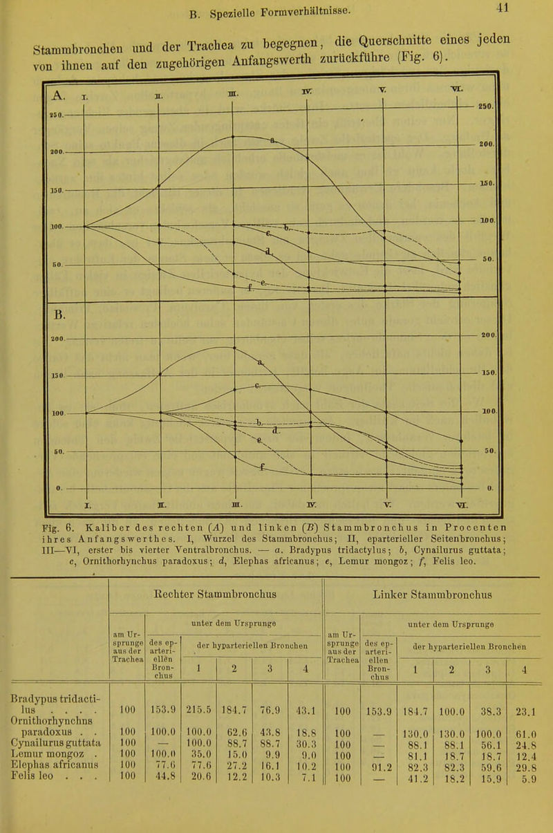 Stammbronchen und der Trachea zu begegnen, die Querschnitte eines jeden ihnen auf den zugehörigen Anfangswerth zurückführe (Fig. 6). von Fig. 6. Kaliber des rechten (A) und linken (B) Stammbronchus in Procenten ihres Anfangswerthes. I, Wurzel des Stammbronchus; II, eparterieller Seitenbronchus; III—VI, erster bis vierter Ventralbronchiis. — a. Bradypus tridactylus; b, Cynailurus guttata; c, Ornithorhynchus paradoxus; d, Elephas africanus; e, Lemur mongoz; f, Felis leo. Eechter Stammbronchus Linker Stammbronchus am Ur- Bprungo aus der Trachea unter dem Ursprungs am Ur- sprünge aus der Trachea unter dem Ursprünge des ep- arteri- ell«n Bron- chus der hypartericUen Bronchen des ep- arteri- ellcn Bron- chus der hyparteriellen Bronchen 1 2 3 4 1 2 3 4 Bradypus tridacti- liis .... 100 153.9 215.5 184.7 76.9 43.1 100 153.9 184.7 100.0 38.3 23.1 Ornithorhynchns paradoxus . . 100 100.0 100.0 62.6 43.8 18.8 100 130.0 130.0 100.0 61.0 Cynailurus guttata 100 100.0 88.7 88.7 30.3 100 88.1 88.1 56.1 24.8 Lemur mongoz . 100 100.0 35.0 15.0 9.9 9.0 100 81.1 18.7 18.7 12.4 Elephas africanus iüO 77.ü 77.6 27.2 16.1 10.2 100 91.2 82.3 82.3 59.6 29.8 Felis leo . . . 100 44.8 20.6 12.2 10.3 7.1 100 41.2 18.2 15.9 5.9