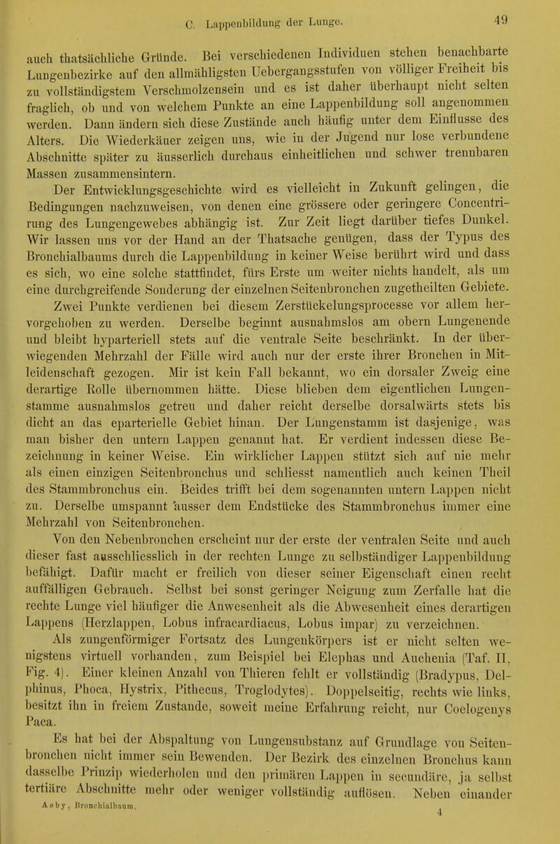 auch thatsächliche Grlinde. Bei verscMedenen Individuen stehen benachbarte Lungenbezirke auf den allmähligsten Uebergangsstufen von völliger Freiheit bis zu vollständigstem Verschmolzensein und es ist daher überhaupt nicht selten fraglich, ob und von welchem Punkte an eine Lappenbildung soll angenommen werden. Dann ändern sich diese Zustände auch häufig unter dem Einflüsse des Alters. Die Wiederkäuer zeigen uns, wie in der Jugend nur lose verbundene Abschnitte später zu äusserlich durchaus einheitlichen und schwer trennbaren Massen zusammensintern. Der Entwicklungsgeschichte wird es vielleicht in Zukunft gelingen, die Bedingungen nachzuweisen, von denen eine grössere oder geringere Concentri- rung des Lungengewebes abhängig ist. Zur Zeit liegt darüber tiefes Dunkel. Wir lassen uns vor der Hand an der Thatsache genügen, dass der Typus des Bronchialbaums durch die Lappenbildung in keiner Weise berührt wird und dass es sich, wo eine solche stattfindet, fürs Erste um weiter nichts handelt, als um eine durchgreifende Sonderung der einzelnen Seitenbronchen zugetheilten Gebiete. Zwei Punkte verdienen bei diesem Zerstückelungsprocesse vor allem her- vorgehoben zu werden. Derselbe beginnt ausnahmslos am obern Lungenende und bleibt hyparteriell stets auf die ventrale Seite beschränkt. In der über- wiegenden Mehrzahl der Fälle wird auch nur der erste ihrer Bronchen in Mit- leidenschaft gezogen. Mir ist kein Fall bekannt, wo ein dorsaler Zweig eine derartige Rolle übernommen hätte. Diese blieben dem eigentlichen Lungen- stamme ausnahmslos getreu und daher reicht derselbe dorsalwärts stets bis dicht an das eparterielle Gebiet hinan. Der Lungenstamm ist dasjenige, was man bisher den untern Lappen genannt hat. Er verdient indessen diese Be- zeichnung in keiner Weise. Ein wirklicher Lappen stützt sich auf nie mehr als einen einzigen Seitenbronchus und schliesst namentlich auch keinen Theil des Stammbronchus ein. Beides trifft bei dem sogenannten untern Lappen nicht zu. Derselbe umspannt 'ausser dem Endstücke des Stammbronchus immer eine Mehrzahl von Seitenbronchen. Von den Nebenbronchen erscheint nur der erste der ventralen Seite und auch dieser fast ausschliesslich in der rechten Lunge zu selbständiger Lappeubildnng befähigt. Dafür macht er freilich von dieser seiner Eigenschaft einen recht auffälligen Gebrauch. Selbst bei sonst geringer Neigung zum Zerfalle hat die rechte Lunge viel häufiger die Anwesenheit als die Abwesenheit eines derartigen Lappens (Herzlappen, Lobus infracardiacus, Lobus impar) zu verzeichnen. Als zungenförmiger Fortsatz des Lungenkörpers ist er nicht selten we- nigstens virtuell vorhanden, zum Beispiel bei Elephas und Auchenia (Taf. II, Fig. 4). Einer kleinen Anzahl von Thieren fehlt er vollständig (Bradypus, Del- phinus, Phoca, Hystrix, Pithecus, Troglodytes). Doppelseitig, rechts wie links, besitzt ihn in freiem Zustande, soweit meine Erfahrung reicht, nur Coelogeuys Paca. Es hat bei der Abspaltung von Lungensubstanz auf Grundlage von Seiten- bronchen nicht immer sein Bewenden. Der Bezirk des einzelnen Bronchus kann dasselbe Prinzip wiederholen und den primären Lappen in secundärc, ja selbst tertiäre Abschnitte mehr oder weniger vollständig auflösen. Neben einander Aeby, Broncliialbaum.