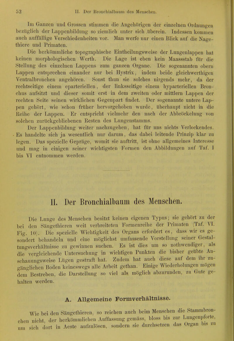 Im Ganzen nnd Grossen stimmen die Angehörigen der einzelnen Ordnungen bezüglich der Ljippenbildung so ziemlich unter sich .liberein. Indessen kommen mich auffällige Verschiedenheiten vor. Mau weife nur einen Blick auf die Nage- thiere und Primaten. Die herkömmliche topographische Eintheilungsweise der Lungenlappen hat keinen morphologischen Werth. Die Lage ist eben kein Maassstab für die Stellung des einzelnen Lappens zum ganzen Organe. Die sogenannten obern Lappen entsprechen einander nur bei Hystiix, indem beide gleichwerthigen Veutralbronchen angehören. Sonst thun sie solches nirgends mehr, da der rechtseitige einem eparterielleu, der linksseitige einem hyparteriellen Bron- chus aufsitzt und dieser somit erst in dem zweiten oder mittlem Lappen der rechten Seite seinen wirklichen Gegenpart findet. Der sogenannte untere Lap- pen gehört, wie schon früher hervorgehoben wurde, überhaupt nicht in die Reihe der Lappen. Er entspricht vielmehr den nach der Abbröckelung von solchen zurückgebliebenen Resten des Lungenstamms. Der Lappenbildung weiter nachzugehen, hat für ims nichts Verlockendes. Es handelte sich ja wesentlich nur darum, das dabei leitende Prinzip klar zu legen. Das spezielle Gepräge, womit sie auftritt, ist ohne allgemeines Interesse und mag in einigen seiner wichtigsten Formen den Abbildungen auf Taf. I bis VI entnommen werden. II. Der Bronchialbaiim des Menschen. Die Lunge des Menschen besitzt keinen eigenen Typus; sie gehört zu der bei den Säugethieren weit verbreiteten Formenreihe der Primaten (Taf. VI. Fig. 10). Die spezielle Wichtigkeit des Organs erfordert es, dass wir es ge- sondert behandeln und eine möglichst umfassende Vorstellung seiner Gestal- tungsverhältnisse zu gewinnen suchen. Es ist dies um so nothwendiger, als die vergleichende Untersuchung in wichtigen Punkten die bisher geübte An- schauungsweise Lügen gestraft hat. Zudem hat auch diese auf dem ihr zu- gänglichen Boden keineswegs alle Arbeit gethan. Einige Wiederholungen mögen dem Bestreben, die Darstellung so viel als möglich abzurunden, zu Gute ge- halten werden. A. Allgemeine Formverliältnisse. Wie bei den Säugethieren, so reichen auch beim Menschen die Stammbrou- ehen nicht der herkömmlichen Aufftissung gemäss, bloss bis zur Lungcupforte, um sich dort in Aeste aufzulösen, sondern sie durchsetzen das Organ bis zu