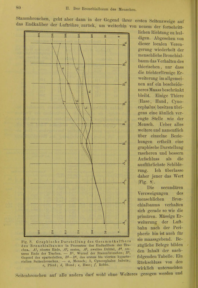 Stammbronchen, geht aber dann in der Gegend ihrer ersten Seiten/weige auf das Endkaliber der Luftröhre, zurück, um weiterhin von neuem der fortschritt- lichen Dichtung zu hul- digen. Abgesehen von dieser localen Veren- gerung wiederholt der menschliche Bronchial- baum das Verhalten des thierischen, nur dass die trichterförmige Er- weiterung im allgemei- nen auf ein bescheide- neres Maass beschränkt bleibt. Einige Thiere (Hase, Hund, Cyno- cephalus) besitzen übri- gens eine ähnlich ver- engte Stelle wie der Mensch. Ueber alles weitere und namentlich über einzelne Bezie- hungen ertheilt eine graphische Darstellung rascheren und bessera Aufschluss als die ausführlichste Schilde- rung. Ich überlasse daher jener das Wort (Fig. 8). Die secundären Verzweigungen des menschlichen Bron- chialbaums verhalten sich gerade so wie die primären. Massige Er- weiterung der Luft- bahn nach der Peri- pherie hin ist auch für sie maassgebeud. Be- zügliche Belege bilden den Inhalt der nach- folgenden Tabelle. Ein Rückschluss von den wirklich untersuchten Seitenbronchen auf alle andern darf wohl ohne Weiteres gezogen werden und ! u 1 ' i 3 c 9 e J ^ ! ö c e \ 5 ä 9 1 ^'^^^ —n in Vi) J \ l\ (1 j 1 1 1 — pq ^\ \\ \\ 1 \ i V I \ ' \ II \ U \ — « in Vr- \ \* 1 \ \ \ L 1 ^ \ \ ^ w ^ \\ 1 V 1 w \; T \t ' A / V /\ / Ix V ' /\ / 1 / \ /\ 1 V \ ' L k \ nrl V A \\ \ \\ \\ 1 A \\ i \\ \\ 1 A\\ A\ m -< -< < c e i> : c 3 Vi ■i e 3 C ■) C 1 » ä 3 e 1 ? ; 3 Fig. 8. Graphische Darstellung des Gesa m m tkaltb e rs des Bronchialbaums in Frocenten des Kndkalibers der Tra- chea. AI, oberes Ende, A^, erstes, A3, zweites Drittel, A*, un- teres Ende der Trachea. — JJ', Wurzel der Stamnibronchen; B'^, Gegend des eparteriellen, B^—Iß, des ersten bis vierten hyparte- riellen Seitenbronchus. — o, Mensch; b, Cynocephalus babuin; c, Pferd; d, Hund; e, Hase; f, Robbe.