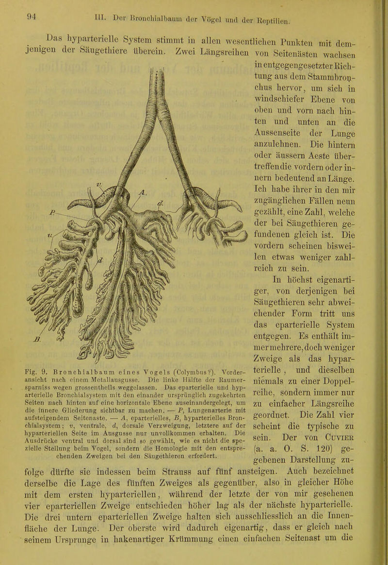 Das hyparteriellc System stimmt iu allen wesentlichen Punkten mit dem- jenigen der Sängethiere Ubereiu. Zwei Läugsreiheu von Seitenästen wachsen in entgegengesetzter Rich- tung aus dem Stammbroij- chus hervor, um sich in windschiefer Ebene von oben und vorn nach hin- ten und unten an die Aussenseite der Lunge anzulehnen. Die hinteni oder äussern Aeste über- treffendie vordem oder in- nern bedeutend an Länge. Ich habe ihrer in den mir zugänglichen Fällen neun gezählt, eine Zahl, welche der bei Säugethieren ge- fundenen gleich ist. Die vordem scheinen biswei- len etwas weniger zahl- reich zu sein. In höchst eigenarti- ger, von derjenigen bei Säugethieren sehr abwei- chender Form tritt uns das eparterielle System entgegen. Es enthält im- mer mehrere, doch weniger Zweige als das hypar- terielle, und dieselben niemals zu einer Doppel- reihe, sondern immer nur zu einfacher Längsreihe geordnet. Die Zahl vier scheint die typische zu sein. Der von Cuvier (a. a. 0. S. 120) ge- gebenen Darstellung zu- folge dürfte sie indessen beim Strauss auf fünf ansteigen. Auch bezeichnet derselbe die Lage des fünften Zweiges als gegenüber, also in gleicher Höhe mit dem ersten hyparteriellen, während der letzte der von mir gesehenen vier eparterielleu Zweige entschieden höher lag als der nächste hyparteriellc. Die drei untern eparterielleu Zweige halten sich ausschliesslich an die Innen- fläche der Lunge. Der oberste wird dadurch eigenartig, dass er gleich nach seinem Ursprünge in hakenartiger Krümmung einen eiufaclien Seiteiiast um die Fig. 9. Bronchialbanm eines Vogels (Colymbus?~). Vorder- ansicht nach einem Mctallausgusse. Die linke Hälfte der Raumer- sparniss wegen grossentheils weggelassen. Das eparterielle und byp- arterielle Broncliialsystem mit den einander ursprünglich ztigeliehrten Seiten nach hinten auf eine horizontale Ebene auseinandergelegt, um die innere Gliederung sichtbar zu machen. — P, Lungenarterie mit aufsteigendem Seitenaste. — A, eparterielles, B, hyparterielles Bron- chialsystem ; V, ventrale, d, dorsale Verzweigung, letztere auf der hyparteriellen Seite im Ausgusse nur unvollkommen erhalten. Die Ausdrücke ventral und dorsal sind so gewählt, wie es nicht die spe- zielle Stellung beim Vogel, sondern die Homologie mit den entspre- chenden Zweigen bei den Säugethieren erfordert.