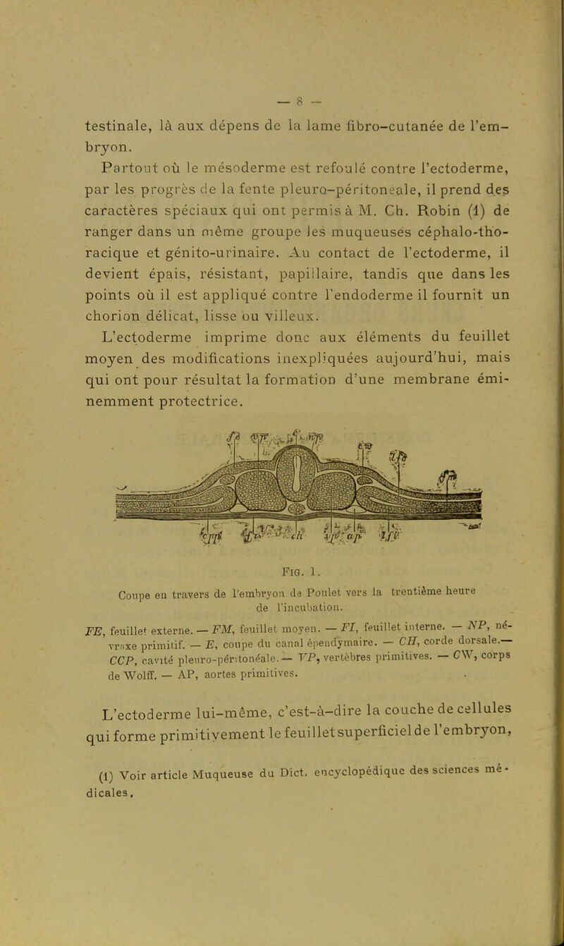 testinale, là aux dépens de la lame fibro-cutanée de l'em- bryon. Partout où le mésoderme est refoulé contre l'ectoderme, par les progrès de la fente pleuro-péritoneale, il prend des caractères spéciaux qui ont permis à M. Ch. Robin (1) de ranger dans un même groupe les muqueuses céphalo-tho- racique et génito-urinaire. Au contact de l'ectoderme, il devient épais, résistant, papillaire, tandis que dans les points où il est appliqué contre l'endoderme il fournit un chorion délicat, lisse ou villeux. L'ectoderme imprime donc aux éléments du feuillet moyen des modifications inexpliquées aujourd'hui, mais qui ont pour résultat la formation d'une membrane émi- nemment protectrice. FiG. 1. Coupe en travers de l'embryon de Poulet vers la trentième heure de l'incubation. FE, feuillet externe. — FM, feuillet moyen. — FI, feuillet interne. - NP, né- vrnxe primitif. — E, coupe du canal épeiidymaire. — CH, corde dorsale.— CCP, cavité plenro-péritonéale.— FP, vertèbres primitives. — CW, corps de Wolff. — AP, aortes primitives. L'ectoderme lui-même, c'est-à-dire la couche de cellules qui forme primitivement le feuillet superficiel de l'embryon, (1) Voir article Muqueuse du Dict. encyclopédique des sciences mé- dicales.