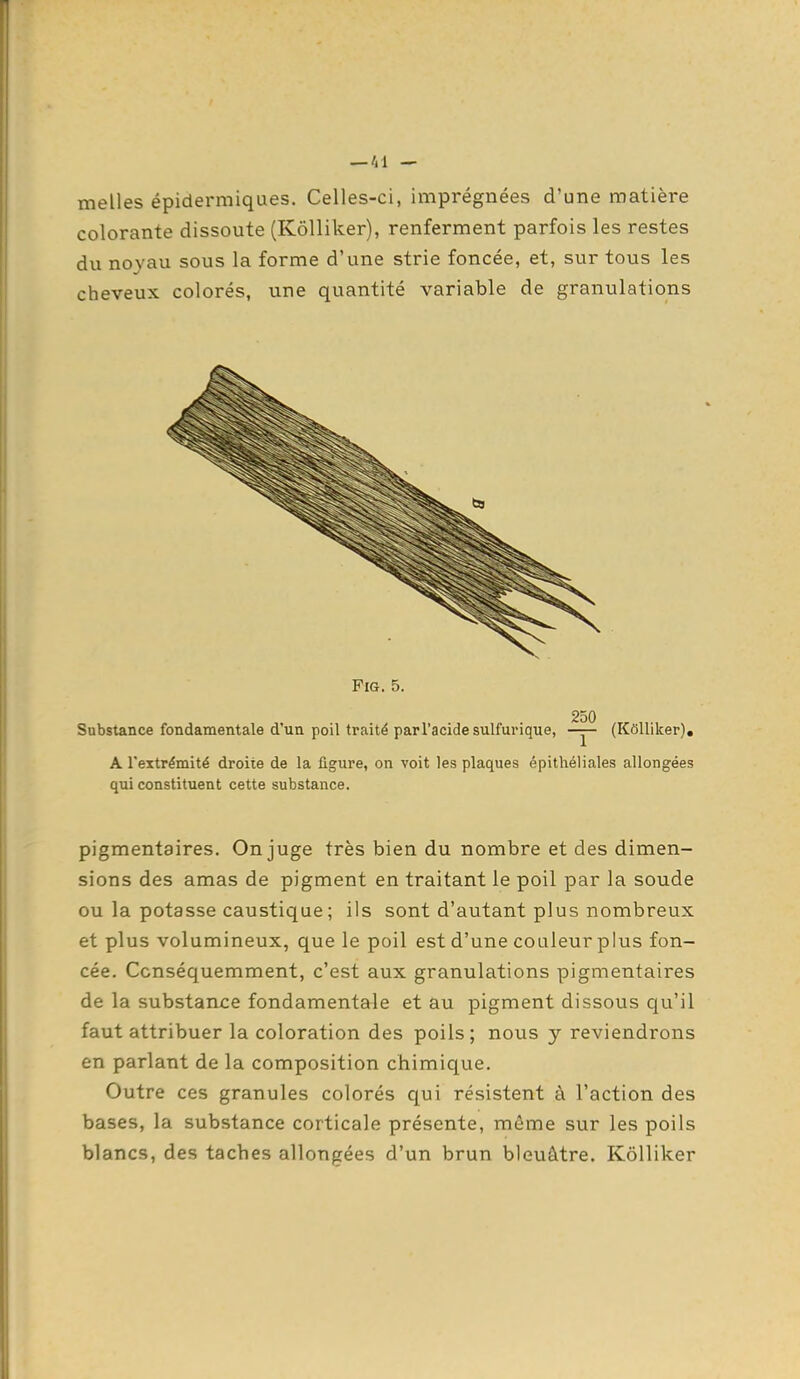 —/il — melles épidermiques. Celles-ci, imprégnées d'une matière colorante dissoute (Kôlliker), renferment parfois les restes du noyau sous la forme d'une strie foncée, et, sur tous les cheveux colorés, une quantité variable de granulations FiG. 5. 250 Substance fondamentale d'un poil traité par l'acide sulfurique, -y- (Kôlliker), A l'extrémité droite de la figure, on voit les plaques épithéliales allongées qui constituent cette substance. pigmentaires. On juge très bien du nombre et des dimen- sions des amas de pigment en traitant le poil par la soude ou la potasse caustique ; ils sont d'autant plus nombreux et plus volumineux, que le poil est d'une couleur plus fon- cée. Ccnséquemment, c'est aux granulations pigmentaires de la substance fondamentale et au pigment dissous qu'il faut attribuer la coloration des poils; nous y reviendrons en parlant de la composition chimique. Outre ces granules colorés qui résistent à l'action des bases, la substance corticale présente, môme sur les poils blancs, des taches allongées d'un brun bleuâtre. Kôlliker