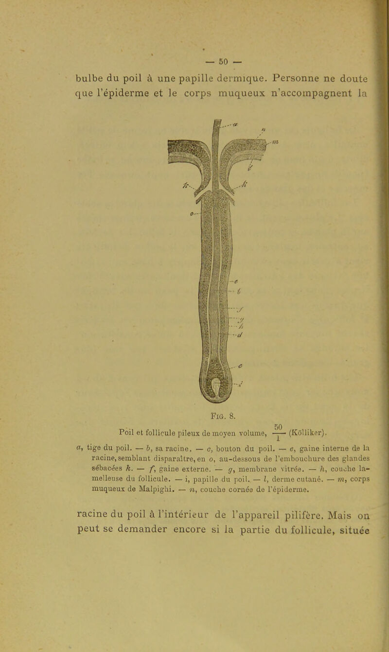 bulbe du poil à une papille dermique. Personne ne doute que l'épiderme et le corps muqueux n'accompagnent la FiG. 8. 50 Poil et follicule pileux de moyen volume, -y- (Kôlliker). a, tige du poil. — b, sa racine. — o, bouton du poil. — e, gaine interne de l;i racine, semblant disparaître, en o, au-dessous de l'embouchure des glandes sébacées k. — f, gaine externe. — g, membrane vitrée. — h, couohe la- raelleuse du follicule. — i, papille du poil. — l, derme cutané. — m, corps muqueux de Malpighi. — n, couche cornée de l'épiderme. racine du poil à l'intérieur de l'appareil pilifère. Mais on peut se demander encore si la partie du follicule, située