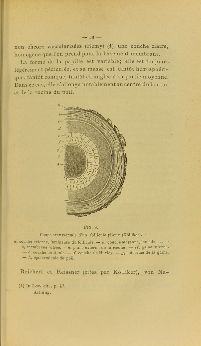 non encore vascularisées (Remy) (1), une couche claire, homogène que l'on prend pour la basement-membrane. La forme de la papille est variable; elle est toujours légèrement pédiculée, et sa masse est tantôt hémisphéri- que, tantôt conique, tantôt étranglée à sa partie moyenne. Dans ce cas, elle s'allonge notablement au centre du bouton et de la racine du poil. a FiG. 9. Coupe transversale d'un follicule pileux (Kolliker). a, couche externe, lamineuse du follicule.— b, couche moyenne, lamelleuse. — c, membrane vitrée. — d, gaine externe de la racine. — ef, gaine interne. — e, couche de Henle. — f, couche de Huxley. — g, épiderme de la gaine. — h, épidermicule du poil. Reichert et Reissner (cités par Kolliker), von Na- (1) In Loc. cit., p. 47. Arloing.