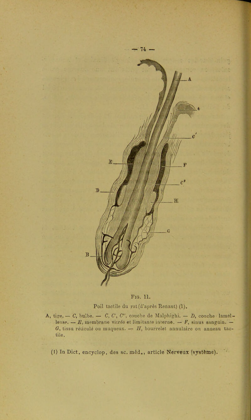 Fia. 11. Poil tactile du rat (d'après Renaut) (1), A, tijre. — C, bulbe. — C, C\ C, couche de Malphighi. — D, couche lamel- leuse. — E, membrane viirée et limitanie inierne. — F, siuus sanguin. — G, tissu réùculé ou muqueus. — H, bourrelet aaaulaire ou auueau tac- tile. (I) In Dict, encyclop. des se. méd., article Nerveux (système).