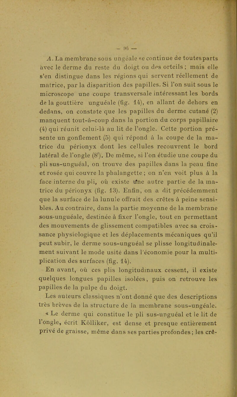 A. La membrane sous nngéale se continue de toutesparts avec le derme du reste du doigt ou dps orteils ; mais elle s'en distingue dans les régions qui servent réellement de matrice, par la disparition des papilles. Si l'on suit sous le microscope une coupe transversale intéressant les bords de la gouttière unguéale (fig. 14), en allant de dehors en dedans, on constate que les papilles du derme cutané (2) manquent tout-à-coup dans la portion du corps papillaire (4) qui réunit celui-là au lit de l'ongle. Cette portion pré- sente un gonflement (5) qui répond à la coupe de la ma- trice du périonyx dont les cellules recouvrent le bord latéral de l'ongle (8'). De même, si l'on étudie une coupe du pli sus-unguéal, on trouve des papilles dans la peau fine et rosée qui couvre la phalangette ; on n'eu voit plus à la face interne du pli, où existe tfne autre partie de la ma- trice du périonyx (fig. 13). Enfin, on a dit précédemment que la surface de la lunule offrait des crêtes à peine sensi- bles. Au contraire, dans la partie moyenne de la membrane sous-unguéale, destinée à fixer l'ongle, tout en permettant des mouvements de glissement compatibles avec sa crois- sance physiologique et les déplacements mécaniques qu'il peut subir, le derme sous-unguéal se plisse longitudinale- ment suivant le mode usité dans l'économie pour la multi- plication des surfaces (fig. 14). En avant, où ces plis longitudmaux cessent, il existe quelques longues papilles isolées, puis on retrouve les papilles de la pulpe du doigt. Les auteurs classiques n'ont donné que des descriptions très brèves de la structure de la membrane sous-ungéale. « Le derme qui constitue le pli sus-unguéal et le lit de l'ongle, écrit Kôlliker, est dense et presque entièrement privé de graisse, même dans ses parties profondes ; les crê-