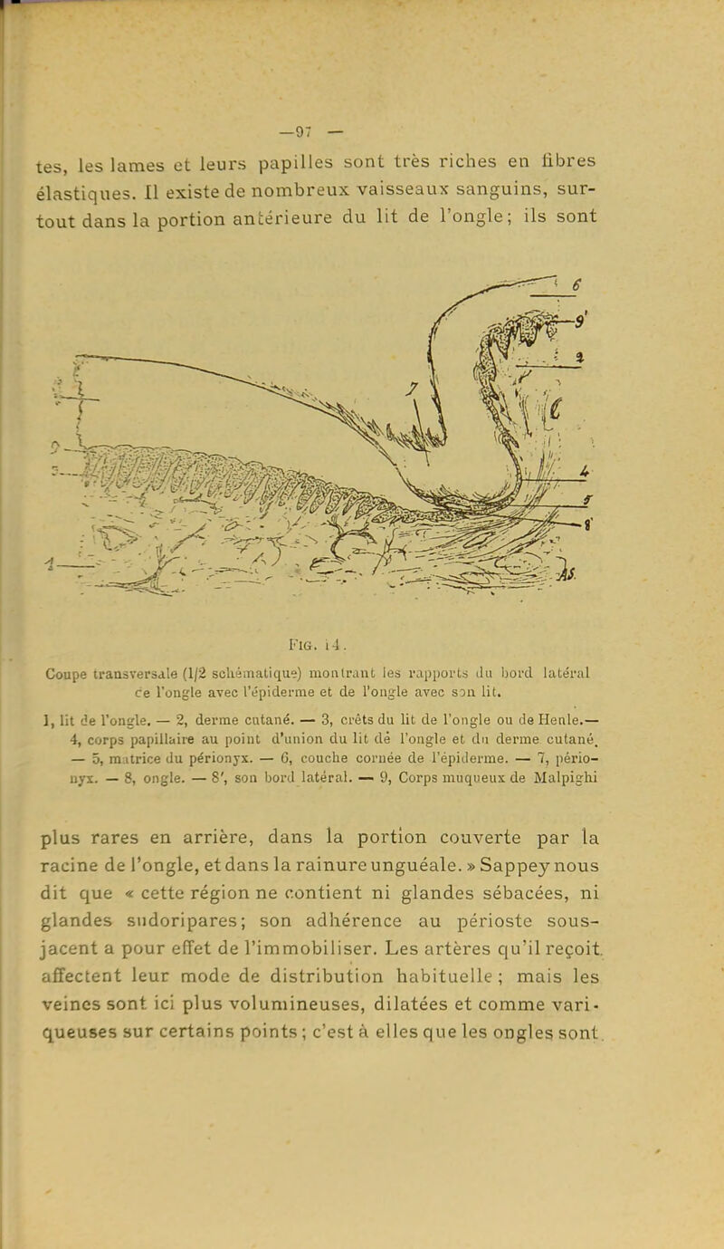 —97 — tes, les lames et leurs papilles sont très riches en libres élastiques. Il existe de nombreux vaisseaux sanguins, sur- tout dans la portion antérieure du lit de l'ongle; ils sont FiG. i4. Coupe transversale (1/2 scliémalique) montrant les rapports du bord latéral ce l'ongle avec l'épiderme et de l'ongle avec son lit. ], lit de l'ongle. — 2, derme cutané. — 3, créts du lit de l'ongle ou de Henle.— 4, corps papillaire au point d'union du lit de l'ongle et dn derme cutané. — 5, m.itrice du périonyx. — G, couche cornée de l'épiderme. — 7, pério- nyx. — 8, ongle. — 8', son bord latéral. — 9, Corps muqueux de Malpighi plus rares en arrière, dans la portion couverte par la racine de l'ongle, et dans la rainure unguéale. » Sappey nous dit que « cette région ne contient ni glandes sébacées, ni glandes sudoripares; son adhérence au périoste sous- jacent a pour eiïet de l'immobiliser. Les artères qu'il reçoit, affectent leur mode de distribution habituelle; mais les veines sont ici plus volumineuses, dilatées et comme vari- queuses sur certains points ; c'est à elles que les ongleg sont.