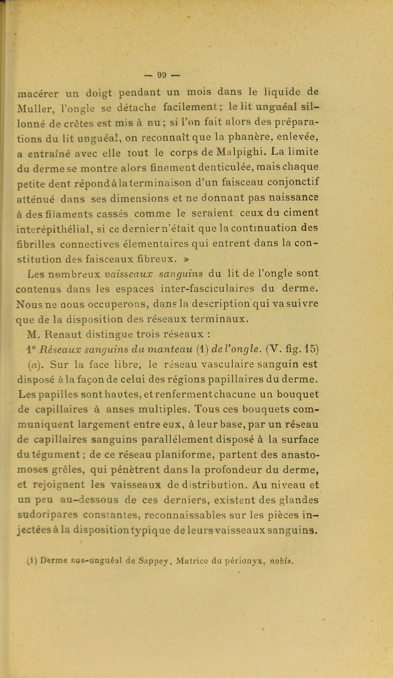 macérer un doigt pendant un mois dans le liquide de Muller, l'ongle se détache facilement; le lit unguéal sil- lonné de crêtes est mis à nu; si l'on fait alors des prépara- tions du lit unguéal, on reconnaît que la phanère, enlevée, a entraîné avec elle tout le corps de Malpighi. La limite du derme se montre alors finement denticulée, mais chaque petite dent répondàlaterminaison d'un faisceau conjonctif atténué dans ses dimensions et ne donnant pas naissance à des filaments cassés comme le seraient ceux du ciment interépithélial, si ce dernier n'était que la contmuation des fibrilles connectives élémentaires qui entrent dans la con- stitution des faisceaux fibreux. » Les nombreux vaisseaux sanguins du lit de l'ongle sont contenus dans les espaces inter-fasciculaires du derme. Nous ne nous occuperons, dans la description qui vasuivre que de la disposition des réseaux terminaux. M. Renaut distingue trois réseaux : 1° Réseaux sanguins du manteau (1) de Vongle. (V. fig. 15) (a). Sur la face libre, le réseau vasculaire sanguin est disposé à la façon de celui des régions papillaires du derme. Les papilles sonthautes,etrenfermentchacune un bouquet de capillaires à anses multiples. Tous ces bouquets com- muniquent largement entre eux, à leur base, par un réseau de capillaires sanguins parallèlement disposé à la surface du tégument; de ce réseau planiforme, partent des anasto- moses grêles, qui pénètrent dans la profondeur du derme, et rejoignent les vaisseaux de distribution. Au niveau et un peu au-dessous de ces derniers, existent des glandes sudoripares constantes, reconnaissables sur les pièces in- jectées à la disposition typique de leurs vaisseaux sanguins. (1) Derme nus-UDguéal de Sappey. Matrice du périonyx, nobis.