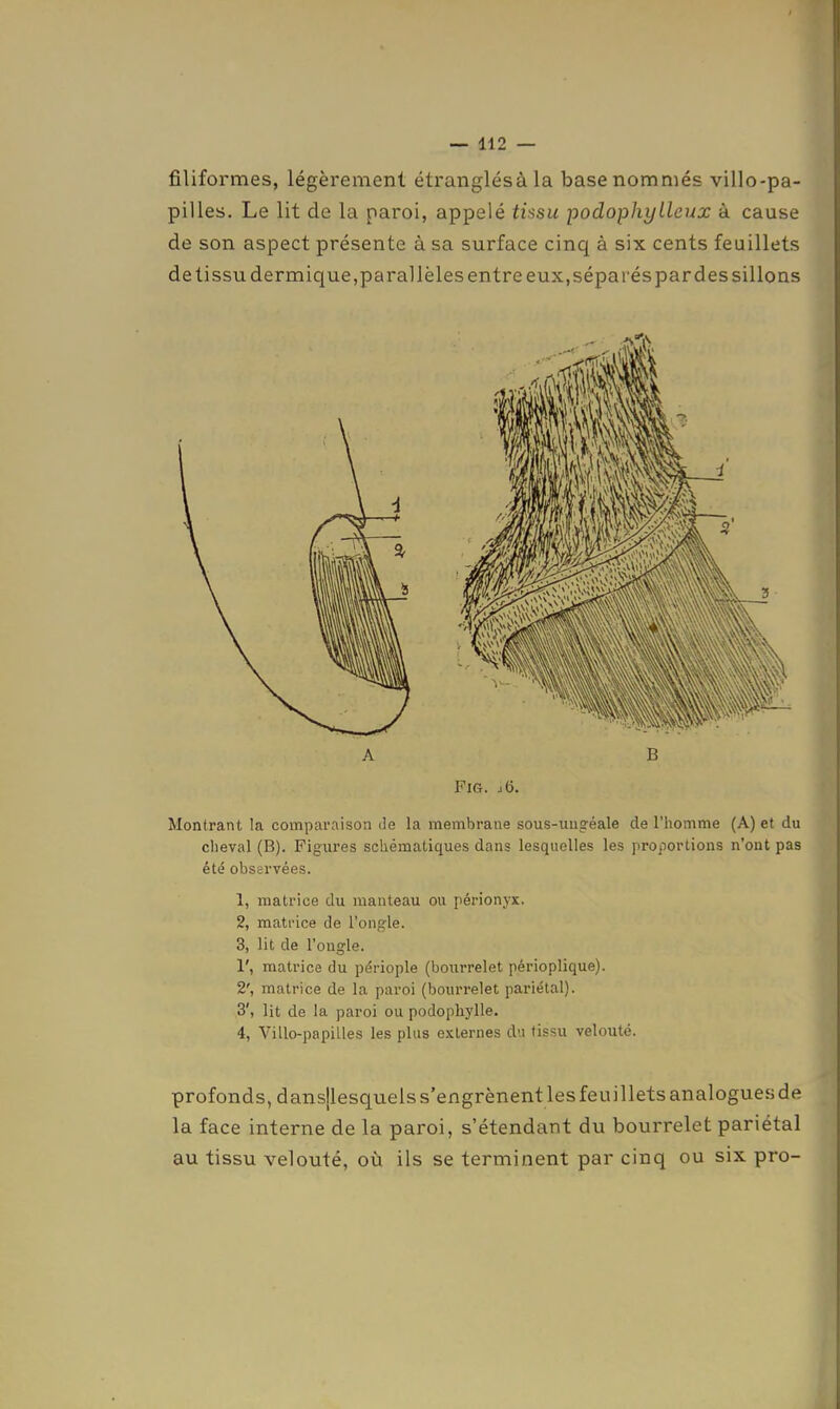 filiformes, légèrement étranglésàla base nommés villo-pa- pilles. Le lit de la paroi, appelé tissu podophyLleixx à cause de son aspect présente à sa surface cinq à six cents feuillets de tissu dermique,parallèles entre eux,séparés par des sillons FiG. j6. Montrant la comparaison de la membrane sous-uugéale de l'homme (A) et du cheval (B). Figures schématiques dans lesquelles les proportions n'ont pas été observées. 1, matrice du manteau ou périonyx. 2, matrice de l'ongle. 3, lit de l'ongle. 1', matrice du périople (bourrelet périoplique). 2', matrice de la paroi (bourrelet pariétal). 3', lit de la paroi ou podophylle. 4, Villo-papilles les plus externes du tissu velouté. profonds, dansjlesquels s'engrènent les feuillets analogues de la face interne de la paroi, s'étendant du bourrelet pariétal au tissu velouté, où ils se terminent par cinq ou six pro-