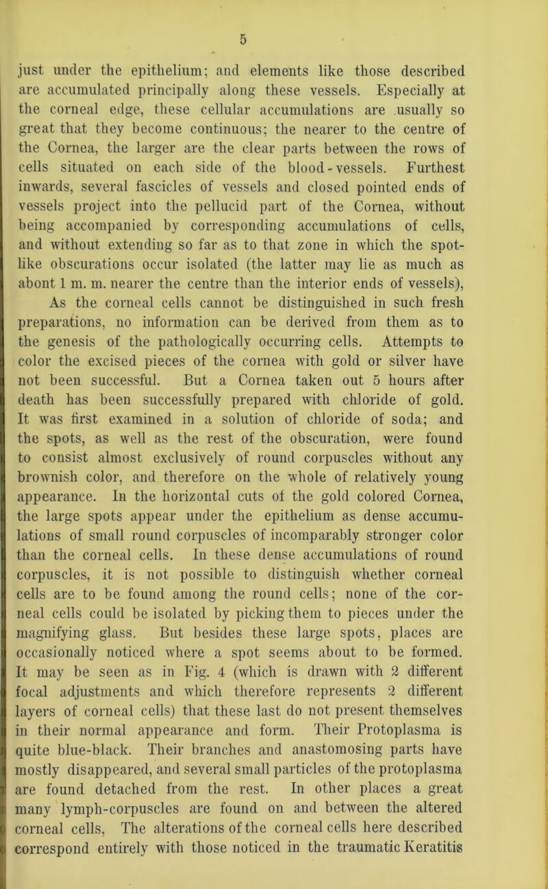 just under the epithelium; and elements like those described are accumulated principally along these vessels. Especially at the corneal edge, these cellular accumulations are usually so great that they become continuous; the nearer to the centre of the Cornea, the larger are the clear parts between the rows of cells situated on each side of the blood-vessels. Furthest inwards, several fascicles of vessels and closed pointed ends of vessels project into the pellucid part of the Cornea, without being accompanied by corresponding accumulations of cells, and without extending so far as to that zone in which the spot- like obscurations occur isolated (the latter may lie as much as abont 1 m. m. nearer the centre than the interior ends of vessels), As the corneal cells cannot be distinguished in such fresh preparations, no information can be derived from them as to the genesis of the pathologically occurring cells. Attempts to color the excised pieces of the cornea with gold or silver have not been successful. But a Cornea taken out 5 hours after death has been successfully prepared with chloride of gold. It was first examined in a solution of chloride of soda; and the spots, as well as the rest of the obscuration, were found to consist almost exclusively of round corpuscles without any brownish color, and therefore on the whole of relatively young appearance. In the horizontal cuts of the gold colored Cornea, the large spots appear under the epithelium as dense accumu- lations of small round corpuscles of incomparably stronger color than the corneal cells. In these dense accumulations of round corpuscles, it is not possible to distinguish whether corneal cells are to be found among the round cells; none of the cor- neal cells could be isolated by picking them to pieces under the magnifying glass. But besides these large spots, places are occasionally noticed where a spot seems about to be formed. It may be seen as in Fig. 4 (which is drawn with 2 different focal adjustments and which therefore represents 2 different layers of corneal cells) that these last do not present themselves in their normal appearance and form. Their Protoplasma is quite blue-black. Their branches and anastomosing parts have mostly disappeared, and several small particles of the protoplasma are found detached from the rest. In other places a great many lymph-corpuscles are found on and between the altered corneal cells, The alterations of the corneal cells here described correspond entirely with those noticed in the traumatic Keratitis