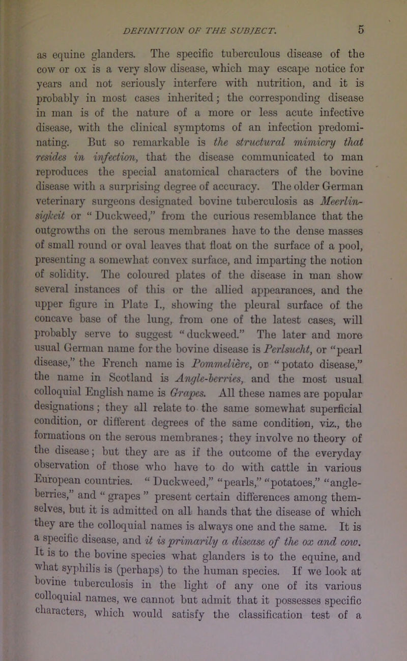 as equine glanders. The specific tuberculous disease of the cow or ox is a very slow disease, which may escape notice for years and not seriously interfere with nutrition, and it is probably in most cases inherited; the corresponding disease in man is of the nature of a more or less acute infective disease, with the clinical sjunptoms of an infection predomi- nating. But so remarkable is the structural mimicry that resides in infection, that the disease communicated to man reproduces the special anatomical characters of the bovine disease with a surprising degree of accuracy. The older German veterinary surgeons designated bovine tuberculosis as Meerlin- sigheit or “ Duckweed,” from the curious resemblance that the outgrowths on the serous membranes have to the dense masses of small round or oval leaves that fioat on the surface of a pool, presenting a somewhat convex surface, and imparting the notion of solidity. The coloured plates of the disease in man show several instances of this or tlie allied appearances, and the upper figure in Plate I., showing tlie pleural surface of the concave base of the lung, from one of the latest cases, will probably serve to suggest duckweed.” Tlie later and more usual German name for the bovine disease is Perlsucht, or “pearl disease,” the French name is Pommeliere, or “ potato disease,” the name in Scotland is Angle-hcrries, and the most usual colloquial English name is Grapes. All these names are popular designations; they all relate to the same somewhat superficial condition, or difierent degrees of the same condition, viz., the formations on the serous membranes; they involve no theory of the disease; but they are as if the outcome of the everyday observation of those who have to do with cattle in various European countries. “ Duckweed,” “pearls,” “potatoes,” “angle- berries,” and “ grapes ” present certain differences among them- selves, but it is admitted on all hands that the disease of which they are the colloquial names is always one and the same. It is a specific disease, and it is primarily a disease of the ox and cow. It is to the bovine species what glanders is to the equine, and what syphilis is (perhaps) to the human species. If we look at bovine tuberculosis in the light of any one of its various colloquial names, we cannot but admit that it possesses specific chaiacters, which would satisfy the classification test of a