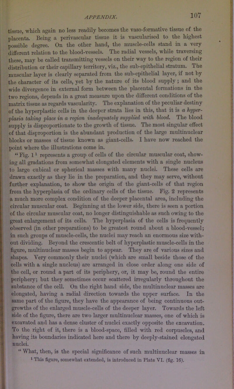 tissue, which again no less readily becomes the vaso-formative tissue of the placenta. Being a perivascular tissue it is vascularised to the highest possible degree. On the other hand, the muscle-cells stand in a very different relation to the blood-vessels. The radial vessels, while traversing these, may be called transmitting vessels on their way to the region of their distribution or their capillary territory, viz., the sub-epithelial stratum. The miiscular layer is clearly separated from the sub-epithelial layer, if not by the character of its cells, yet by the nature of its blood supply; and the wide divergence in external form between the placent«il formations in the two regions, depends in a great measure upon the different conditions of the matrix tissue as regards vascularity. The explanation of the peculiar destiny of the hyperplastic cells in the deeper strata lies in this, that it is a hyper- plasia taking place in a region inadequately supplied tcith blood. The blood supply is disproportionate to the growth of tissue. The most singular effect of that disproportion is the abundant pro<luction of the large multinuclear blocks or masses of tissue known as giant-ceUs. I have now reached the point where the illustrations come in. “ Fig. 1 ^ represents a group of cells of the circular muscular coat, show- ing all gradations from somewhat elongated elements with a single nucleus to large cubical or spherical masses R’ith many nuclei. These cells are drawn exactly as they lie in the preparation, and they may serve, without further explanation, to show the origin of the giant-cells of that region from the hyperplasia of the ordinary cells of the tissue. Fig. 2 represents a much more complex condition of the deeper placental area, including the circular muscular coat. Beginning at the lower sitle, there is seen a portion of the circular muscular coat, no longer distinguishable as such owing to the great enlargement of its cells. The hj^perplasia of the cells is frequently observed (in other preparations) to be greatest round about a blood-vessel; in such groups of muscle-cells, the nuclei may reach an enormous size with- out dividing. Beyond the crescentic belt of hypeqdastic muscle-cells in the figure, multinuclear masses begin to appear. They are of various sizes and shapes. Very commonly their nuclei (which are small beside those of the cells mth a single nucleus) are arranged in close order along one side of the cell, or round a part of its periphery, or, it may be, round the entire periphery; but they sometimes occur scattered irregularly throughout the Bubstiince of the cell. On the right hand side, the multinuclear masses are elongated, having a radial direction tow’ards the upper surface. In the same part of the figure, they have the appearance of being continuous out- growths of the enlarged muscle-cells of the deeper layer. Tow^ards the left side of the figure, there are two lai^er multinuclear masses, one of which is excavated and has a dense cluster of nuclei exactly opposite the excavation. To the right of it, there is a blood-space, filled with red corpuscles, and having its boundaries indicated here and there by deeply-stained elongated nuclei. “ VThat, then, is the special significance of such multinuclear masses in ‘ Tliis figure, somewhat extended, is introduced in Plate VI. (fig. 16).