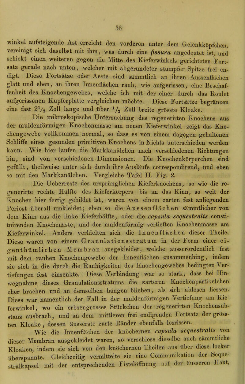 winkel aufsteigende Ast erreicht den vorderen unter dem Gelenkköpfchen, vereinigt sich daselbst mit ihm, was durch eine fissura angedeutet ist, und schickt einen weiteren gegen die Mitte des Kieferwinkels gerichteten Fort- satz gerade nach unten, welcher mit abgerundeter stumpfer Spitze frei en- digt. Diese Fortsätze oder Aeste sind sämmtlich an ihren Aussenflächen glatt und eben, an ihren Innenflächen rauh, wie aufgerissen, eine Beschaf- fenheit des Knochengewebes, welche ich mit der einer durch das Roulet aufgerissenen Kupferplatte vergleichen möchte. Diese Fortsätze begränzen eine fast 2V2 Zoll lange und über x/2 Zoll breite grösste Kloake. Die mikroskopische Untersuchung des regenerirten Knochens aus der muldenförmigen Knochenmasse am neuen Kieferwinkel zeigt das Kno- chengewebe vollkommen normal, so dass es von einem dagegen gehaltenen Schliffe eines gesunden primitiven Knochens in Nichts unterschieden werden kann. Wie hier laufen die Markkanälchen nach verschiedenen Richtungen hin, sind von verschiedenen Dimensionen. Die Knochenkörperchen sind gefüllt, theilweise unter sich durch ihre Ausläufe correspondirend, und eben so mit den Markkanälchen. Vergleiche Tafel II. Fig. 2. Die Ueberreste des ursprünglichen Kieferknochens, so wie die re- gen erirte rechte Hälfte des Kieferkörpers bis an das Kinn, so weit der Knochen hier fertig gebildet ist, waren von einem zarten fest anliegenden Periost überall umkleidet; eben so die Aussenflächen sämmtlicher von dem Kinn aus die linke Kieferhälfte, oder die capsula sequestralis consti- tuirenden Knochenäste, und der muldenförmig vertieften Knochenmasse am Kieferwinkel. Anders verhielten sich die Innenflächen dieser Theile. Diese waren von einem Granulationsstratum in der Form einer ei- genthümlichen Membran ausgekleidet, welche ausserordentlich fest mit dem rauhen Knochengewebe der Innenflächen zusammenhing, indem sie sich in die durch die Rauhigkeiten des Knochengewebes bedingten Ver- tiefungen fest einsenkte. Diese Verbindung war so stark, dass bei Hin- wegnahme dieses Granulationsstratums die zarteren Knochenpartikelchen eher brachen und an demselben hängen blieben, als sich ablösen Hessen. Diess war namentlich der Fall in der muldenförmigen Vertiefung am Kie ferwinkel, wo ein erbsengrosses Stückchen der regenerirten Knochensub- stanz ausbrach, und an dem mittleren frei endigend.en Fortsatz der gröss- ten Kloake , dessen äusserste zarte Ränder ebenfalls losrissen. Wie die Innenflächen der knöchernen capsula sequestvalis von dieser Membran ausgekleidet waren, so verschloss dieselbe auch sämmtliche Kloaken, indem sie sich von den knöchernen Theilen aus über diese locker überspannte. Gleichzeitig vermittelte sie eine Comnmnikation der Seque- stralkapsel mit der entsprechenden Fistelöffnung auf der äusseren Haut,