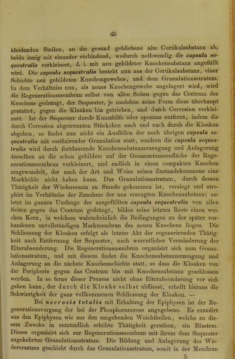 66 kleidenden Stellen, an die gesund gebliebene alte Cortikalsubstanz ab, beide innig mit einander verbindend, wodurch notbwendig die capsula se- questralis verkleinert, d. i. mit neu gebildeter Knochensubstanz ungefüllt wird. Die capsula sequestralis besteht nun aus der Cortikalsubstanz, einer Schichte neu gebildeten Knochengewebes, und dem Granulationsstratum. In dem Verhältniss nun, als neues Knochengewebe angclagert wird, wird die Regenerationsmembran selbst von allen Seiten gegen das Centrum des Knochens gedrängt, der Sequester, je nachdem seine h orm diess überhaupt gestattet, gegen die Kloaken hin getrieben, und durch Corrosion verklei- nert. Ist der Sequester durch» Kunsthilfe oder spontan entfernt, indem die durch Corrosion abgetrennten Stückchen nach und nach durch die Kloaken abgehen, so findet nun nicht ein Ausfüllen der noch übrigen capsula se- questralis mit ossifizirender Granulation statt, sondern die capsula seques- tralis wird durch fortdauernde Knochensubstanzerzeugung und Anlagerung derselben an die schon gebildete auf der Gesammtaussenfhiche der Rege- nerationsmembran verkleinert, und endlich in einen compakten Knochen umgewandelt, der nach der Art und Weise seines Zustandekommens eine Markhöhle nicht haben kann. Das Granulationsstratum, durch dessen Thätigkeit der Wiederersatz zu Stande gekommen ist, versiegt und atro- phirt im Verhältniss der Zunahme der neu erzeugten Knochensubstanz; zu- letzt im ganzen Umfange der ausgefüllten capsula sequestralis von allen Seiten gegen das Centrum gedrängt, bilden seine letzten Reste einen wei- chen Kern, in welchem wahrscheinlich die Bedingungen zu der später vor- handenen unvollständigen Markmembran des neuen Knochens liegen. Die Schliessung der Kloaken erfolgt als letzter Akt der regenerirendcn Thätig- keit nach Entfernung der Sequester, nach wesentlicher Verminderung der Eiterabsonderung. Die Regenerationsmembran organisirt sich zum Granu- lationsstratum, und mit diesem findet die Knochensubstanzerzeugung und Anlagerung an die nächste Knochenschichte statt, so dass die Kloaken von der Peripherie gegen das Centrum hin mit Knochensubstanz geschlossen werden. In so ferne dieser Prozess nicht ohne Eiterabsonderung vor sich gehen kann, der durch die Kloake selbst abfliesst, erhellt hieraus die Schwierigkeit der ganz vollkommenen Schliessung der Kloaken. — Bei ne er osis totalis mit Erhaltung der Epiphysen ist der Re- generationsvorgang der bei der Phosphornecrose angegebene. Es exsudirt aus den Epiphysen wie aus den umgebenden Weichtheilen, welche zu die- sem Zwecke in entzündlich erhöhte Thätigkeit gerathen, ein Blastem. Dieses organisirt sich zur Regenerationsmembran mit ihrem dem Sequester zugekehrten Granulationsstratum. Die Bildung und Anlagerung des Wie- derersatzes geschieht durch das Granulationsstratum, somit in der Membran 5