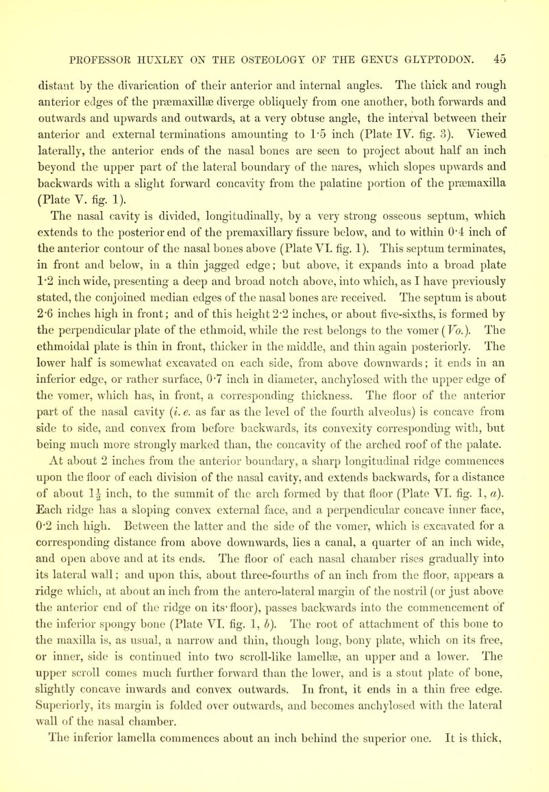 distant by the divarication of their anterior and internal angles. The thick and rough anterior edges of the prannaxilla; diverge obliquely from one another, both forwards and outwards and upwards and outwards, at a very obtuse angle, the interval between their anterior and external terminations amounting to 1/5 inch (Plate IV. fig. 3). Viewed laterally, the anterior ends of the nasal bones are seen to project about half an inch beyond the upper part of the lateral boundary of the nares, which slopes upwards and backwards with a slight forward concavity from the palatine portion of the preemaxilla (Plate V. fig. 1). The nasal cavity is divided, longitudinally, by a very strong osseous septum, which extends to the posterior end of the premaxillary fissure below, and to within 0'4 inch of the anterior contour of the nasal bones above (Plate VI. fig. 1). This septum terminates, in front and below, in a thin jagged edge; but above, it expands into a broad plate T2 inch wide, presenting a deep and broad notch above, into which, as I have previously stated, the conjoined median edges of the nasal bones are received. The septum is about 2-6 inches high in front; and of this height 2-2 inches, or about five-sixths, is formed by the perpendicular plate of the ethmoid, while the rest belongs to the vomer (Vo.). The ethmoidal plate is thin in front, thicker in the middle, and thin again posteriorly. The lower half is somewhat excavated on each side, from above downwards; it ends in an inferior edge, or rather surface, Op inch in diameter, anchylosed with the upper edge of the vomer, which has, in front, a corresponding thickness. The floor of the anterior part of the nasal cavity (i. e. as far as the level of the fourth alveolus) is concave from side to side, and convex from before backwards, its convexity corresponding with, but being much more strongly marked than, the concavity of the arched roof of the palate. At about 2 inches from the anterior boundary, a sharp longitudinal ridge commences upon the floor of each division of the nasal cavity, and extends backwards, for a distance of about 1^ inch, to the summit of the arch formed by that floor (Plate VI. fig. 1, a). Each ridge has a sloping convex external face, and a perpendicular concave inner face, 0-2 inch high. Between the latter and the side of the vomer, which is excavated for a corresponding distance from above downwards, lies a canal, a quarter of an inch wide, and open above and at its ends. The floor of each nasal chamber rises gradually into its lateral wall; and upon this, about three-fourths of an inch from the floor, appears a ridge which, at about an inch from the antero-lateral margin of the nostril (or just above the anterior end of the ridge on its-floor), passes backwards into the commencement of the inferior spongy bone (Plate VI. fig. 1, b). The root of attachment of this bone to the maxilla is, as usual, a narrow and thin, though long, bony plate, which on its free, or inner, side is continued into two scroll-like lamella?, an upper and a lower. The upper scroll comes much further forward than the lower, and is a stout plate of bone, slightly concave inwards and convex outwards. In front, it ends in a thin free edge. Superiorly, its margin is folded over outwards, and becomes anchylosed with the lateral wall of the nasal chamber. The inferior lamella commences about an inch behind the superior one. It is thick,