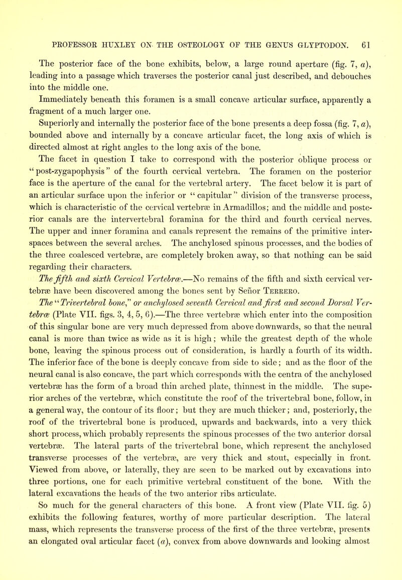The posterior face of the bone exhibits, below, a large round aperture (fig. 7, a), leading into a passage which traverses the posterior canal just described, and debouches into the middle one. Immediately beneath this foramen is a small concave articular surface, apparently a fragment of a much larger one. Superiorly and internally the posterior face of the bone presents a deep fossa (fig. 7, a), bounded above and internally by a concave articular facet, the long axis of which is directed almost at right angles to the long axis of the bone. The facet in question I take to correspond with the posterior oblique process or “ post-zygapophysis ” of the fourth cervical vertebra. The foramen on the posterior- face is the aperture of the canal for the vertebral artery. The facet below it is part of an articular surface upon the inferior or “ capitular ” division of the transverse process, which is characteristic of the cervical vertebrae in Armadillos; and the middle and poste- rior canals are the intervertebral foramina for the third and fourth cervical nerves. The upper and inner foramina and canals represent the remains of the primitive inter- spaces between the several arches. The anchylosed spinous processes, and the bodies of the three coalesced vertebrae, are completely broken away, so that nothing can be said regarding their characters. The fifth and sixth Cervical Vertebrae.—No remains of the fifth and sixth cervical ver- tebrae have been discovered among the bones sent by Senor Terrero. The “ Trivertebral bone” or anchylosed seventh Cervical and first and second Dorsal Ver- tebrae (Plate VII. figs. 3, 4, 5, 6).—The three vertebrae which enter into the composition of this singular bone are very much depressed from above downwards, so that the neural canal is more than twice as wide as it is high; while the greatest depth of the whole bone, leaving the spinous process out of consideration, is hardly a fourth of its width. The inferior face of the bone is deeply concave from side to side; and as the floor of the neural canal is also concave, the part which corresponds with the centra of the anchylosed vertebrae has the form of a broad thin arched plate, thinnest in the middle. The supe- rior arches of the vertebrae, which constitute the roof of the trivertebral bone, follow, in a general way, the contour of its floor; but they are much thicker; and, posteriorly, the roof of the trivertebral bone is produced, upwards and backwards, into a very thick short process, which probably represents the spinous processes of the two anterior dorsal vertebrae. The lateral parts of the trivertebral bone, which represent the anchylosed transverse processes of the vertebrae, are very thick and stout, especially in front. Viewed from above, or laterally, they are seen to be marked out by excavations into three portions, one for each primitive vertebral constituent of the bone. With the lateral excavations the heads of the two anterior ribs articulate. So much for the general characters of this bone. A front view (Plate VII. fig. 5) exhibits the following features, worthy of more particular description. The lateral mass, which represents the transverse process of the first of the three vertebrae, presents an elongated oval articular facet («), convex from above downwards and looking almost