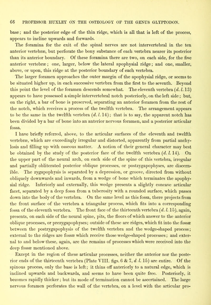 base; and the posterior edge of the thin ridge, which is all that is left of the process, appears to incline upwards and forwards. The foramina for the exit of the spinal nerves are not intervertebral in the ten anterior vertebrae, but perforate the bony substance of each vertebra nearer its posterior than its anterior boundary. Of these foramina there are two, on each side, for the five anterior vertebrae; one, larger, below the lateral apophysial ridge; and one, smaller, above, or upon, this ridge at the posterior boundary of each vertebra. The larger foramen approaches the outer margin of the apophysial ridge, or seems to be situated higher up, in each successive vertebra from the first to the seventh. Beyond this point the level of the foramen descends somewhat. The eleventh vertebra (d. 1.13) appears to have possessed a simple intervertebral notch posteriorly, on the left side; but, on the right, a bar of bone is preserved, separating an anterior foramen from the rest of the notch, which receives a process of the twelfth vertebra. The arrangement appears to be the same in the twelfth vertebra (d.l. 14); that is to say, the apparent notch has been divided by a bar of bone into an anterior nervous foramen, and a posterior articular fossa. I have briefly referred, above, to the articular surfaces of the eleventh and twelfth vertebrae, which are exceedingly irregular and distorted, apparently from partial anchy- losis and filling up with osseous matter. A notion of their general character may best be obtained by the study of the posterior face of the twelfth vertebra (d. 1.14). On the upper part of the neural arch, on each side of the spine of this vertebra, irregular and partially obliterated posterior oblique processes, or postzygapophyses, are discern- ible. The zygapophysis is separated by a depression, or groove, directed from without obliquely downwards and inwards, from a wedge of bone which terminates the apophy- sial ridge. Interiorly and externally, this wedge presents a slightly concave articular facet, separated by a deep fossa from a tuberosity with a rounded surface, which passes down into the body of the vertebra. On the same level as this fossa, there projects from the front surface of the vertebra a triangular process, which fits into a corresponding fossa of the eleventh vertebra. The front face of the thirteenth vertebra (d. 1.15), again, presents, on each side of the neural spine, pits, the floors of which answer to the anterior oblique processes, or prezygapophyses; outside of these are ridges, which fit into the fossae between the postzygapophysis of the twelfth vertebra and the wedge-shaped process; external to the ridges are fossae which receive those wedge-shaped processes; and exter- nal to and below these, again, are the remains of processes which were received into the deep fossae mentioned above. Except in the region of these articular processes, neither the anterior nor the poste- rior ends of the thirteenth vertebra (Plate VIII. figs. 6 & 7, d l. 15) are entire. Of the spinous process, only the base is left; it thins off anteriorly to a natural edge, which is inclined upwards and backwards, and seems to have been quite free. Posteriorly, it becomes rapidly thicker; but its mode of termination cannot be ascertained. The large nervous foramen perforates the wall of the vertebra, on a level with the articular pro-