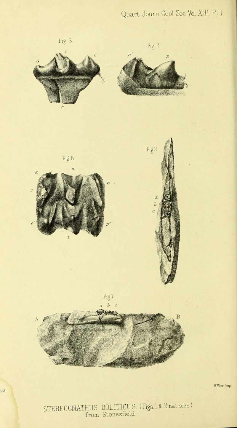 a- h c Wflest Imp 3rd STEREOGNATHUS OOLITICUS. lRgslfc2natsr/e) from Stone sfield