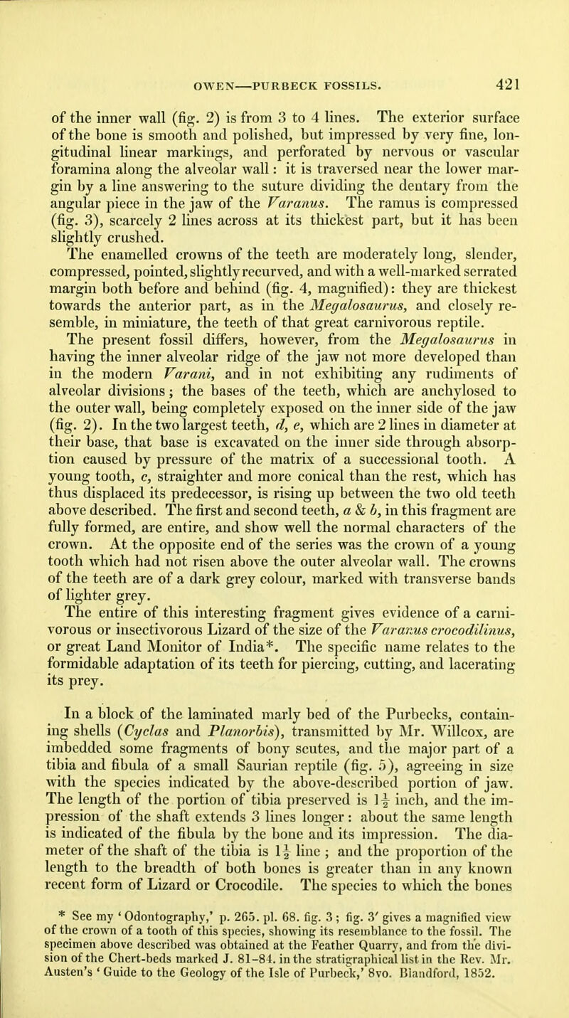of the inner wall (fig. 2) is from 3 to 4 lines. The exterior surface of the bone is smooth and polished, but impressed by very fine, lon- gitudinal linear markings, and perforated by nervous or vascular foramina along the alveolar wall: it is traversed near the lower mar- gin by a line answering to the suture dividing the deutary from the angular piece in the jaw of the Varanus. The ramus is compressed (fig. 3), scarcely 2 lines across at its thickest part, but it has been slightly crushed. The enamelled crowns of the teeth are moderately long, slender, compressed, pointed, slightly recurved, and with a well-marked serrated margin both before and behind (fig. 4, magnified): they are thickest towards the anterior part, as in the Megalosaurus, and closely re- semble, in miniature, the teeth of that great carnivorous reptile. The present fossil differs, however, from the Megalosaurus in having the inner alveolar ridge of the jaw not more developed than in the modern Varani, and in not exhibiting any rudiments of alveolar divisions; the bases of the teeth, which are anchylosed to the outer wall, being completely exposed on the inner side of the jaw (fig. 2). In the two largest teeth, d, e, which are 2 lines in diameter at their base, that base is excavated on the inner side through absorp- tion caused by pressure of the matrix of a successional tooth. A young tooth, c, straighter and more conical than the rest, which has thus displaced its predecessor, is rising up between the two old teeth above described. The first and second teeth, a&b, in this fragment are fully formed, are entire, and show well the normal characters of the crown. At the opposite end of the series was the crown of a young tooth which had not risen above the outer alveolar wall. The crowns of the teeth are of a dark grey colour, marked vdth transverse bands of lighter grey. The entire of this interesting fragment gives evidence of a carni- vorous or insectivorous Lizard of the size of the Varanus crocodilinus, or great Land Monitor of India*. The specific name relates to the formidable adaptation of its teeth for piercing, cutting, and lacerating its prey. In a block of the laminated marly bed of the Purbecks, contain- ing shells [Cyclas and Planorbis), transmitted by Mr. Willcox, are imbedded some fragments of bony scutes, and the major part of a tibia and fibula of a small Saurian reptile (fig. 5), agreeing in size with the species indicated by the above-described portion of jaw. The length of the portion of tibia preserved is 1 \ inch, and the im- pression of the shaft extends 3 lines longer: about the same length is indicated of the fibula by the bone and its impression. The dia- meter of the shaft of the tibia is I \ line ; and the proportion of the length to the breadth of both bones is greater than in any known recent form of Lizard or Crocodile. The species to which the bones * See my ' Odontography,' p. 265. pi. 68. fig. 3 ; fig. 3' gives a magnified view of the crown of a tooth of this species, showing its resemblance to the fossil. The specimen above described was obtained at the Feather Quarry, and from the divi- sion of the Chert-beds marked J. 81-84. in the stratigraphical list in the Rev. Mr. Austen's ' Guide to the Geology of the Isle of Purbeck,' 8vo. Biaudford, 1852.