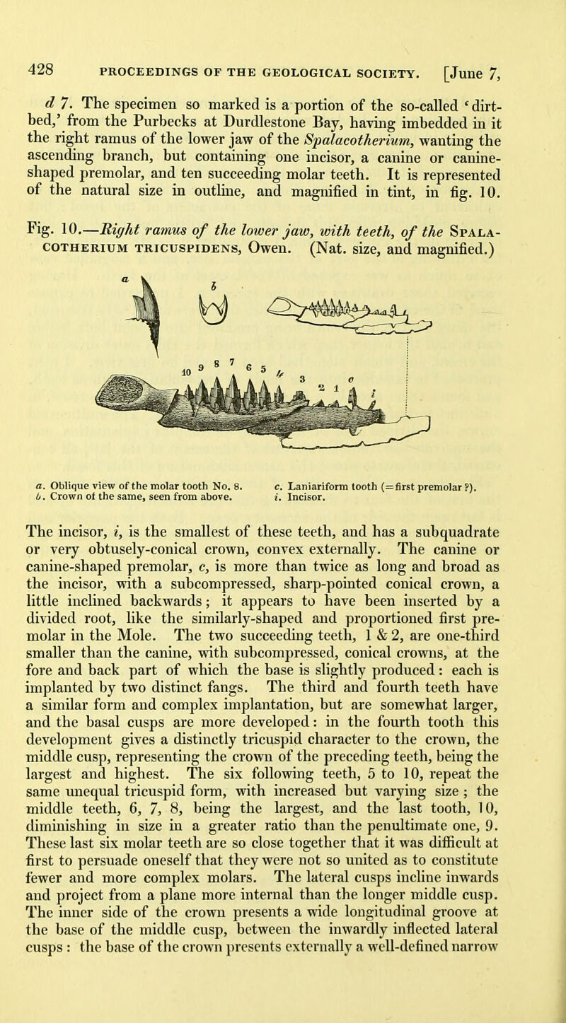 d 7. The specimen so marked is a portion of the so-called ' dirt- bed,' from the Purbecks at Durdlestone Bay, having imbedded in it the right ramus of the lower jaw of the Spalacotheriutn, wanting the ascending branch, but containing one incisor, a canine or canine- shaped premolar, and ten succeeding molar teeth. It is represented of the natural size in outline, and magnified in tint, in fig. 10. Fig. 10.—Right ramus of the lower jaw, with teeth, of the Spala- COTHERIUM TRicuspiDENS, Owcu. (Nat. size, and magnified.) a. Oblique view of the molar tooth No. 8. c. Laniariform tooth (= first premolar ?). 0. Crown of the same, seen from above. i. Incisor. The incisor, i, is the smallest of these teeth, and has a subquadrate or very obtusely-conical crown, convex externally. The canine or canine-shaped premolar, c, is more than twice as long and broad as the incisor, with a subcompressed, sharp-pointed conical crown, a little inclined backwards; it appears to have been inserted by a divided root, like the similarly-shaped and proportioned first pre- molar in the Mole. The two succeeding teeth, 1 & 2, are one-third smaller than the canine, vrith subcompressed, conical crowns, at the fore and back part of which the base is slightly produced: each is implanted by two distinct fangs. The third and fourth teeth have a similar form and complex implantation, but are somewhat larger, and the basal cusps are more developed: in the fourth tooth this development gives a distinctly tricuspid character to the crown, the middle cusp, representing the crown of the preceding teeth, being the largest and highest. The six following teeth, 5 to 10, repeat the same unequal tricuspid form, with increased but varying size ; the middle teeth, 6, 7, 8, being the largest, and the last tooth, 10, diminishing in size in a greater ratio than the penultimate one, 9. These last six molar teeth are so close together that it was ditficult at first to persuade oneself that they were not so united as to constitute fewer and more complex molars. The lateral cusps incline inwards aud project from a plane more internal than the longer middle cusp. The inner side of the crown presents a wide longitudinal groove at the base of the middle cusp, between the inwardly inflected lateral cusps : the base of the crown presents externally a well-defined narrow