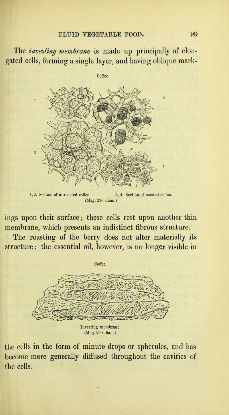 The investing membrane is made up principally of elon- gated cells, forming a single layer, and having oblique mark- Coffee. 1,3. Section of unroasted coffee. 3, 4. Section of roasted coffee. (Mag. 290 diam.) ings upon their surface; these cells rest upon another thin membrane, which presents an indistinct fibrous structure. The roasting of the berry does not alter materially its structure; the essential oil, however, is no longer visible in Coffee. Investing membrane. (Mag. 290 diam.) the cells in the form of minute drops or spherules, and has become more generally diffused throughout the cavities of the cells.