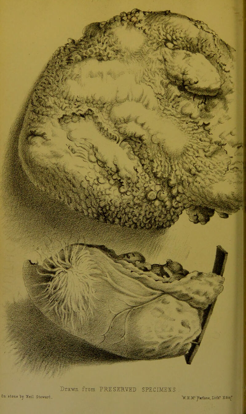 Draw from PRESERVED SPECIMENS Oa stons liy Tioil Stewart. W. H.M'Jftfliiw, litlt? Eii^T