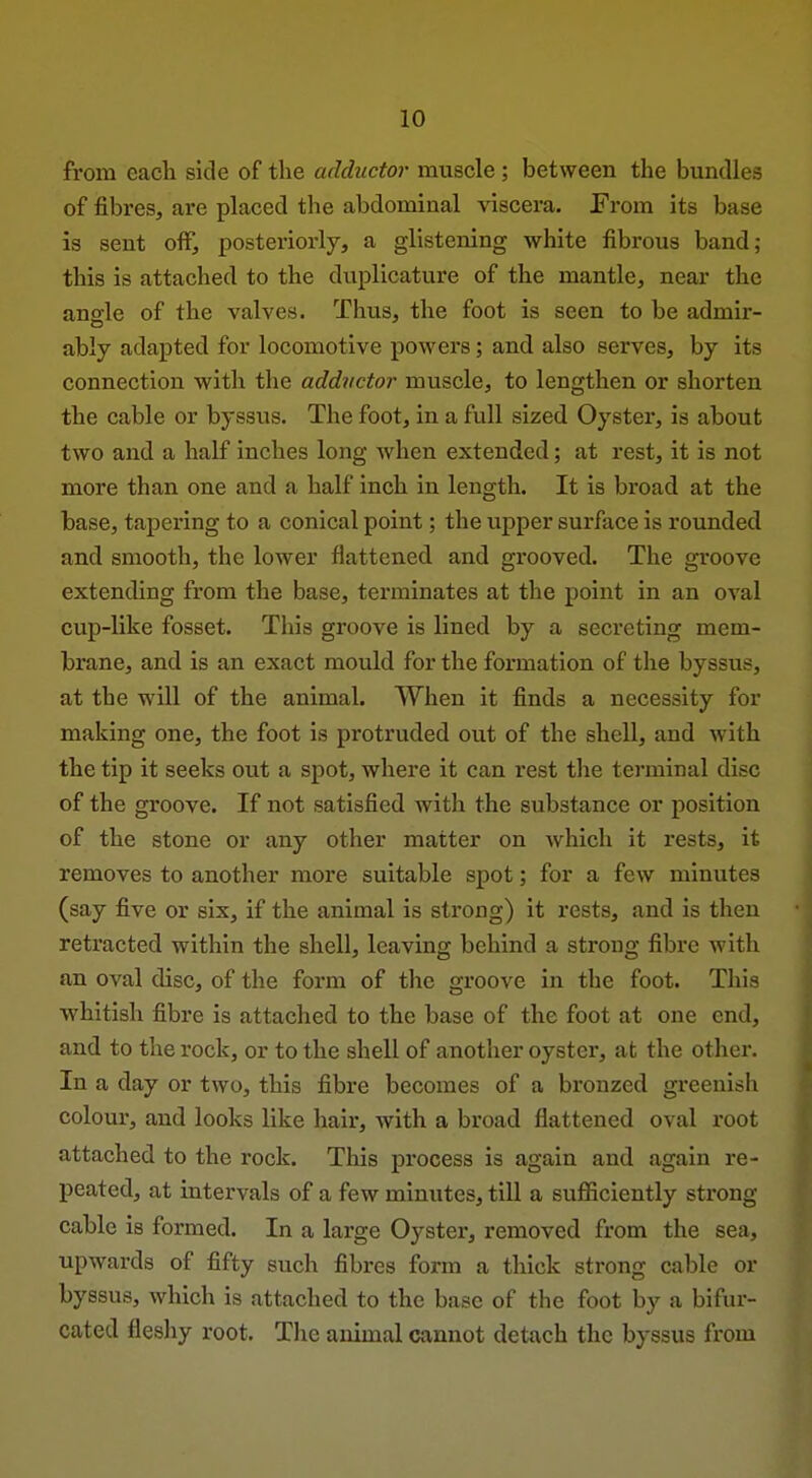 from each side of the adductor muscle ; between the bundles of fibres, are placed the abdominal viscera. From its base is sent oif, posteriorly, a glistening white fibrous band; this is attached to the duplicature of the mantle, near the angle of the valves. Thus, the foot is seen to be admir- ably adapted for locomotive powers; and also serves, by its connection with the adductor muscle, to lengthen or shorten the cable or byssus. The foot, in a full sized Oyster, is about two and a half inches long when extended; at rest, it is not more than one and a half inch in length. It is broad at the base, tapering to a conical point; the upper surface is rounded and smooth, the lower flattened and grooved. The groove extending from the base, terminates at the point in an oval cup-like fosset. This groove is lined by a seci'eting mem- brane, and is an exact mould for the formation of the byssus, at the will of the animal. When it finds a necessity for making one, the foot is protruded out of the shell, and with the tip it seeks out a spot, where it can rest the terminal disc of the groove. If not satisfied with the substance or position of the stone or any other matter on which it rests, it removes to another more suitable spot; for a few minutes (say five or six, if the animal is strong) it rests, and is then retracted within the shell, leaving behind a strong fibre with an oval disc, of the form of the groove in the foot. This whitish fibre is attached to the base of the foot at one end, and to the rock, or to the shell of another oyster, at the other. In a day or two, this fibre becomes of a bronzed greenish colour, and looks like hair, with a broad flattened oval root attached to the rock. This process is again and again re- peated, at intervals of a few minutes, till a sufficiently strong- cable is formed. In a large Oyster, removed from the sea, upwards of fifty such fibres form a thick strong cable or byssus, which is attached to the base of the foot by a bifur- cated fleshy root. The animal cannot detach the byssus from