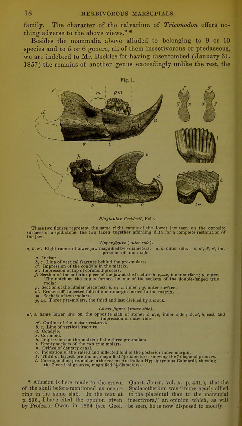 family. The character of the calvarium of Triconodon offers no- thing adverse to the above views. * Besides the mammalia above alluded to belonging to 9 or 10 species and to 5 or 6 genera, all of them insectivorous or predaceous, we are indebted to Mr. Beckles for having disentombed (January 31. 1857) the remains of another genus exceedingly unlike the rest, the Fig. 1. Plagiaulax Decklesii, Falc. These two figures represent the same right ramus of the lower jaw seen on the opposite surfaces of a split stone, the two taken together affording d.ita for a complete restoration of the jaw. Upper figure (outer side). a,b,e'. Right ramus of lower jaw magnified two diameters, a, b, outer side, b, o\ d', e1, im- pression of inner side. a. Incisor. 6, c. Line of vertical fracture behind the pre-molars. rf'. Impression of the condyle in the matrix. e'. Impression of top of coronoid process. /. Section of the anterior piece of ihe jaw at the fracture b, c,—x, inner surface; y, outer. The notcli at the top is formed by one of the sockets of the double-fanged true molar. g. Section of the hinder piece near b, c ; x, inner ; y, outer surface, o'. Broken off inflected fold of inner margin buried in the matrix. m. Sockets of two molars. p, m. Three pre-molars, the third and last divided by a crack. Lower figure (inner side). a',d. Same lower jaw on the opposite slab of stone; b,d,e, inner side; 6, a', h, cast and impression of outer side. a'. Outline of the incisor restored. 4, c. Line of vertical fracture, rf. Condyle. e. Coronoid. h. Impression on the matrix of the three pre-molars. i. Empty sockets of the two true molars. n. Orifice of dentary canal. o. Indication of the raised and inflected fold of the posterior inner margin. *. Third or largest pre-molar, magnified 5} diameters, showing the 7 diagonal grooves. /. Corresponding pre-molar in the recent Australian Hypsiprymnus Gaimardi, showing the 7 vertical grooves, magnified 3} diameters. * Allusion is here made to the crown of the skull before-mentioned as occur- ring in the same slab. In the text at p. 296., I have cited the opinion given by Professor Owen in 1854 (see Geol. Quart. Journ. vol. x. p. 431.), that the Spalacotherium was more nearly allied to the placental than to the marsupial insectivora, an opinion which, as will bo seen, he is now disposed to modify.