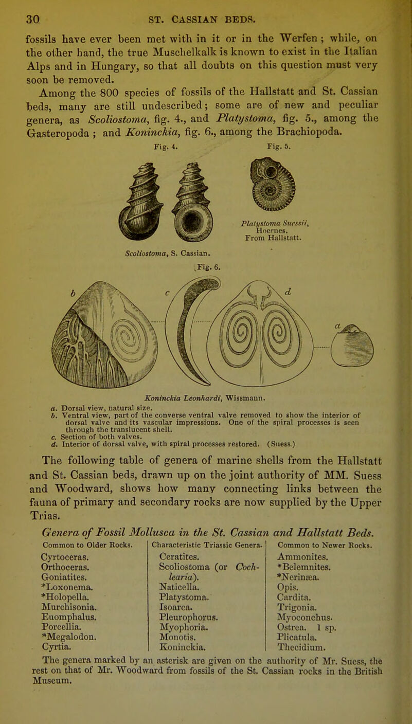 fossils have ever been met with in it or in the Werfen ; while, on the other hand, the true Muschelkalk is known to exist in the Italian Alps and in Hungary, so that all doubts on this question must very soon be removed. Among the 800 species of fossils of the Hallstatt and St. Cassian beds, many are still undescribed; some are of new and peculiar genera, as Scoliostoma, fig. 4., and Platystoma, fig. 5., among the Gasteropoda ; and Koninckia, fig. 6., among the Brachiopoda. Fig. 4. Fig. 5. Platystoma Surssii, Hnernes. From Hallstatt. Scoliostoma, S. Cassian. ^ig. 6. Koninckia Leonhardi, Wissmann. a. Dorsal view, natural size. 6. Ventral view, part of the converse ventral valve removed to show the interior of dorsal valve and its vascular impressions. One of the spiral processes is seen through the translucent shell. c. Section of both valves. d. Interior of dorsal valve, with spiral processes restored. (Suess.) The following table of genera of marine shells from the Hallstatt and St. Cassian beds, drawn up on the joint authority of MM. Suess and Woodward, shows how many connecting links between the fauna of primary and secondary rocks are now supplied by the Upper Trias. Genera of Fossil Mollusca in the St. Cassian and Hallstatt Beds. Characteristic Triassic Genera. Ceratites. Scoliostoma (or Coch- learia). Naticclla. Platystoma. Isoarca. Pleurophorus. Myophoria. Monotis. Koninckia. The genera marked by an asterisk are given on the authority of Mr. Suess, the rest on that of Mr. Woodward from fossils of the St, Cassian rocks in the British Museum. Common to Older Rocks. Cyrtoceras. Orthoceras. Goniatites. *Loxonema. *Holopella, Murchisonia. Euomphalus. Porcellia. Megalodon. Cyrtia. Common to Newer Rocks. Ammonites. •Bclemnites. •Ncrinaia. Opis. Cardita. Trigonia. Myoconchus. Ostrca. 1 sp. Plicatula. Thecidium.