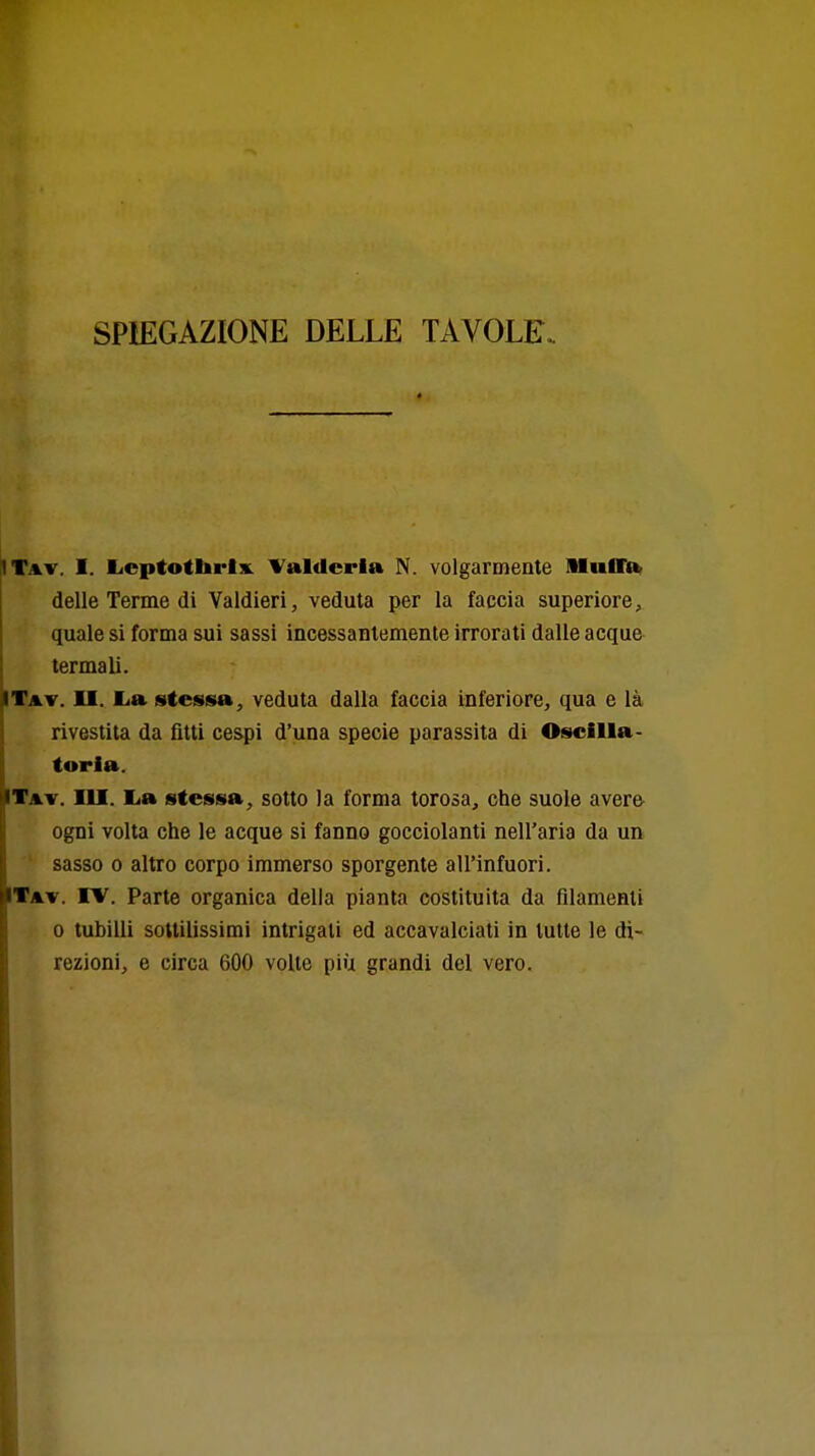 SPIEGAZIONE DELLE TAVOLE. ITat. I. licptotlirlx. \^aldcrla N. volgarmeate llufffnt delle Terme di Valdieri, veduta per la faccia superiore, quale si forma sui sassi incessanlemente irrorati dalle acque termali. ITav. O. lia stessa, veduta dalla faccia inferiore, qua e là rivestita da fitti cespi d'una specie parassita di Oscilla- toria. ITav. ih. La stessa, sotto la forma torosa, che suole avere- ogni volta che le acque si fanno gocciolanti nell'aria da un sasso 0 altro corpo immerso sporgente all'infuori. ITav. IV. Parte organica della pianta costituita da filamenti 0 tubini sottilissimi intrigali ed accavalciati in tutte le di- rezioni, e circa 600 volle più grandi del vero.