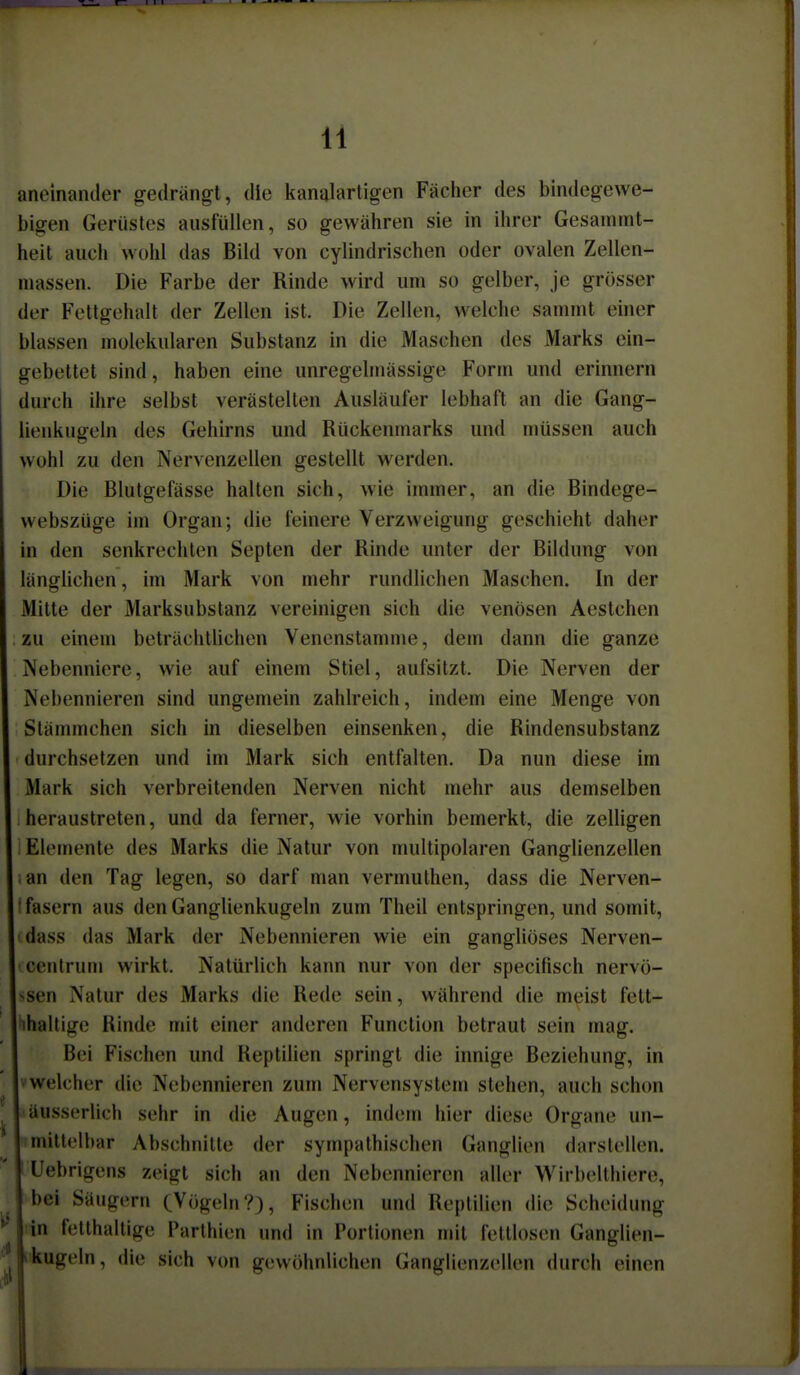 aneinander gedrängt, die kanalartigen Fächer des bindegewe- bigen Gerüstes ausfüllen, so gewähren sie in ihrer Gesammt- heit auch wohl das Bild von cylindrischen oder ovalen Zellen- nrassen. Die Farbe der Rinde wird um so gelber, je grösser der Fettgehalt der Zellen ist. Die Zellen, welche sammt einer blassen molekularen Substanz in die Maschen des Marks ein- gebettet sind, haben eine unregelmässige Form und erinnern durch ihre selbst verästelten Ausläufer lebhaft an die Gang- lienkugeln des Gehirns und Rückenmarks und müssen auch wohl zu den Nervenzellen gestellt werden. Die Blutgefässe halten sich, wie immer, an die Bindege- webszüge im Organ; die feinere Verzweigung geschieht daher in den senkrechten Septen der Rinde unter der Bildung von länglichen, im Mark von mehr rundlichen Maschen. In der Mitte der Marksubstanz vereinigen sich die venösen Aestchen zu einem beträchtlichen Venenstamme, dem dann die ganze Nebenniere, wie auf einem Stiel, aufsitzt. Die Nerven der Nebennieren sind ungemein zahlreich, indem eine Menge von Slämmchen sich in dieselben einsenken, die Rindensubstanz durchsetzen und im Mark sich entfalten. Da nun diese im Mark sich verbreitenden Nerven nicht mehr aus demselben . heraustreten, und da ferner, wie vorhin bemerkt, die zeUigen i Elemente des Marks die Natur von multipolaren Ganglienzellen ian den Tag legen, so darf man vermuthen, dass die Nerven- f fasern aus den Ganglienkugeln zum Theil entspringen, und somit, (dass das Mark der Nebennieren wie ein gangliöses Nerven- icenlruuj wirkt. Natürlich kann nur von der specifisch nervö- >sen Natur des Marks die Rede sein, während die meist fett- hhaltige Rinde mit einer anderen Function betraut sein mag. Bei Fischen und Reptilien springt die innige Beziehung, in vwelcher die Nebennieren zum Nervensystem stehen, auch schon äusserlich sehr in die Augen, indem hier diese Organe un- mittelbar Abschnitte der sympathischen Ganglien darstellen. I Uebrigens zeigt sich an den Nebennieren aller Wirbellhiere, bei Säugern cVögeln?), Fischen und Reptilien die Scheidung in fetthaltige Parlhien und in Portionen mit fettlosen Ganglien- »kugeln, die sich von gewöhnlichen Ganglienzellen durch einen