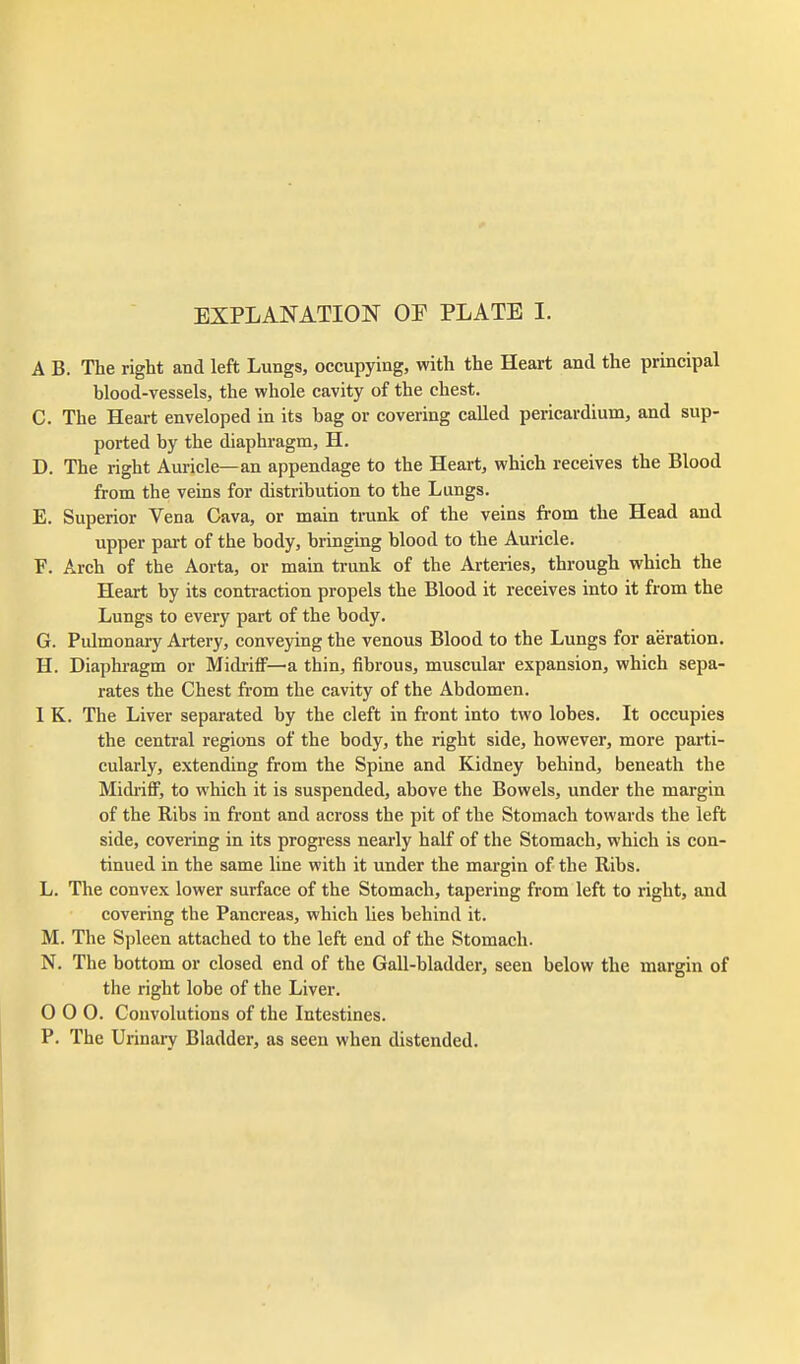 A B. The right and left Lungs, occupying, with the Heart and the principal blood-vessels, the whole cavity of the chest. C. The Heart enveloped in its bag or covering called pericardium, and sup- ported by the diaphragm, H. D. The right Auricle—an appendage to the Heart, which receives the Blood from the veins for distribution to the Lungs. E. Superior Vena Cava, or main trunk of the veins from the Head and upper part of the body, bringing blood to the Auricle. F. Arch of the Aorta, or main trunk of the Arteries, through which the Heart by its contraction propels the Blood it receives into it from the Lungs to every part of the body. G. Pulmonary Artery, conveying the venous Blood to the Lungs for aeration. H. Diaphragm or Midi-ifF—a thin, fibrous, muscular expansion, which sepa- rates the Chest from the cavity of the Abdomen. 1 K. The Liver separated by the cleft in front into two lobes. It occupies the central regions of the body, the right side, however, more parti- cularly, extending from the Spine and Kidney behind, beneath the Midriff, to which it is suspended, above the Bowels, under the margin of the Ribs in front and across the pit of the Stomach towards the left side, covei-ing in its progress nearly half of the Stomach, which is con- tinued in the same line with it under the margin of the Ribs. L. The convex lower surface of the Stomach, tapering from left to right, and covering the Pancreas, which lies behind it. M. The Spleen attached to the left end of the Stomach. N. The bottom or closed end of the Gall-bladder, seen below the margin of the right lobe of the Liver. 0 0 0. Convolutions of the Intestines. P. The Urinary Bladder, as seen when distended.