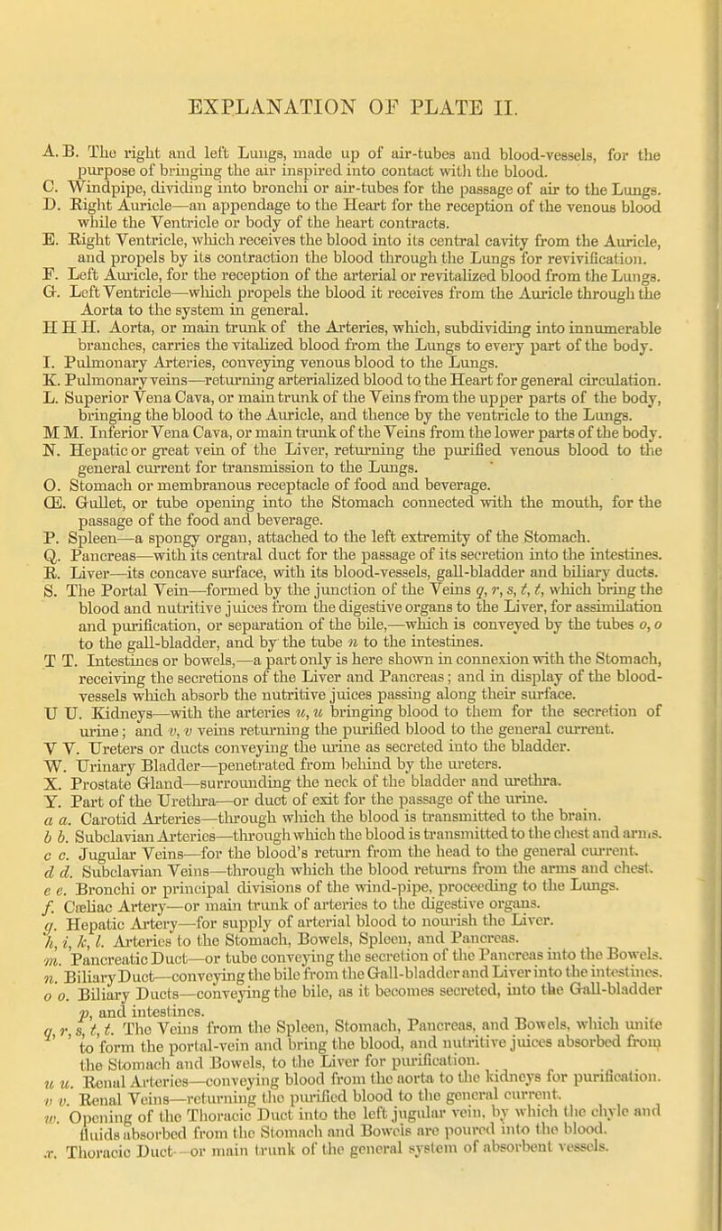 A. B. The riglit and left Luuga, made up of air-tubes and blood-vessels, for the purpose of bringing the air inspired into contact with the blood. C. Windpipe, dividing into bronchi or air-tubes for the passage of air to the Lungs. D. Right Auricle—an appendage to the Heart for the reception of the venous blood vrhile the Ventricle or body of the heart contracts. E. Eight Ventricle, which receives the blood into its central cavity from the Auricle, and propels by its contraction the blood through the Lungs for revivification. F. Left Auricle, for the reception of the arterial or revitalized blood from the Lungs. G-. Left Ventricle—wliich propels the blood it receives from the Auricle through the Aorta to the system in general. H H PI. Aorta, or main trunk of the Arteries, which, subdividing into innumerable branches, carries the vitalized blood from the Lungs to every part of the body. I. Pulmonary Arteries, conveying venous blood to the Lungs. K. Pulmonary veins—returning arteriahzed blood to the Heart for general circulation. L. Superior Vena Cava, or main trunk of the Veins from the upper parts of the body, bringing the blood to the Auricle, and thence by the ventricle to the Lungs. M M. Inferior Vena Cava, or main trunk of the Veins from the lower parts of the body. N. Hepatic or great vein of the Liver, returning the purified venous blood to the general current for transmission to the Lungs. O. Stomach or membranous receptacle of food and beverage. CE. Gullet, or tube opening into the Stomach connected with the mouth, for the passage of the food and beverage. P. Spleen—a spongy organ, attached to the left extremity of the Stomach. Q. Pancreas—with its central duct for the passage of its seci'ction into the intestines. E. Liver—its concave surface, vdth its blood-vessels, gall-bladder and biliary ducts. S. The Portal Vein—formed by the junction of the Veins q, r, s, t, t, which bring the blood and nutritive juices from the digestive oi'gans to the Liver, for assimilation and purification, or separation of the bile,—^which is conveyed by the tubes o, o to the gall-bladder, and by the tube n to the intestines. T T. Intestines or bowels,—a part only is here shown in connexion with tlie Stomach, receiving the secretions of the Liver and Pancreas; and in display of the blood- vessels which absorb the nutritive juices passing along their surface. U U. Kidneys—with the arteries u, u bringing blood to them for the secretion of urine; and v, v veins retm-ning the purified blood to the general cmTcnt. V V. Ureters or ducts conveying the urine as secreted into the bladder. W. Urinary Bladder—penetrated from Ireliind by the ureters. X. Prostate Gland—surromiding the neck of the bladder and urethra. Y. Part of the Urethra—or duct of exit for the passage of the urine. a a. Carotid Arteries—tlu-ough which the blood is transmitted to the brain. b b. Subclavian Ai'teries—through which the blood is transmitted to the chest and arn.s. c c. Jugular Veins—for the blood's return from the head to the general cui-rent. d d. Subclavian Veins—through which the blood returns from tlie arms and chest. e e. Bronchi or principal divisions of the wind-pipe, proceeding to the Limgs. /. CffiUac Artery—or main trunk of arteries to the digestive organs. g. Hepatic Artery—for supply of arterial blood to nourish the Liver. h, i, k, I. Arteries to the Stomach, Bowels, Spleen, and Pancreas. m. Pancreatic Duct—or tube conveying the secretion of the Pancreas into the Bowels. n. Biliary Duct—conveying the bile from the Gtill-bladdcr and Liver into the uitestuies. 0 0. Biliary Ducts—conveying the bile, as it becomes secreted, into the Gall-bladder «, and intestines. q, r, s, t, t. The Vehis from the Spleen, Stomach, Pancreas, and Bowels, wluch unit« to form the portal-vein and bring the blood, and nutritive juices absorbed from the Stomach and Bowels, to tlio Liver for pm-ification. u u. Ecnal Arteries—conveying blood from the aorta to tlie kidjieys for purification. n V Eenal Veins—returning the purified blood to the general current. w. OtJcning of the Thoracic Duct into the left jugiUar vein, by which the cliyle and fluids absorbed frojn the Stomach and Bowels are pouivd into the blootl. .r. Thoracic Duct or main trunk of the general system of absorbent vessels.