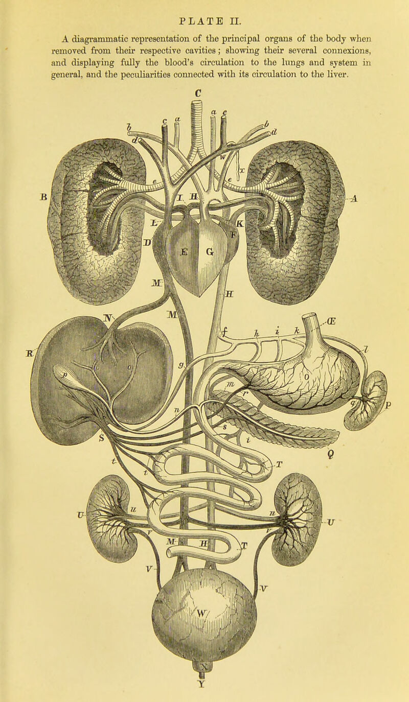 A diagrammatic representation of the principal organs of the body when removed from their respective cavities; showing their several connexions, and displaying fully the blood's circulation to the lungs and system in general, and the peculiarities connected vdth its circulation to the liver. C